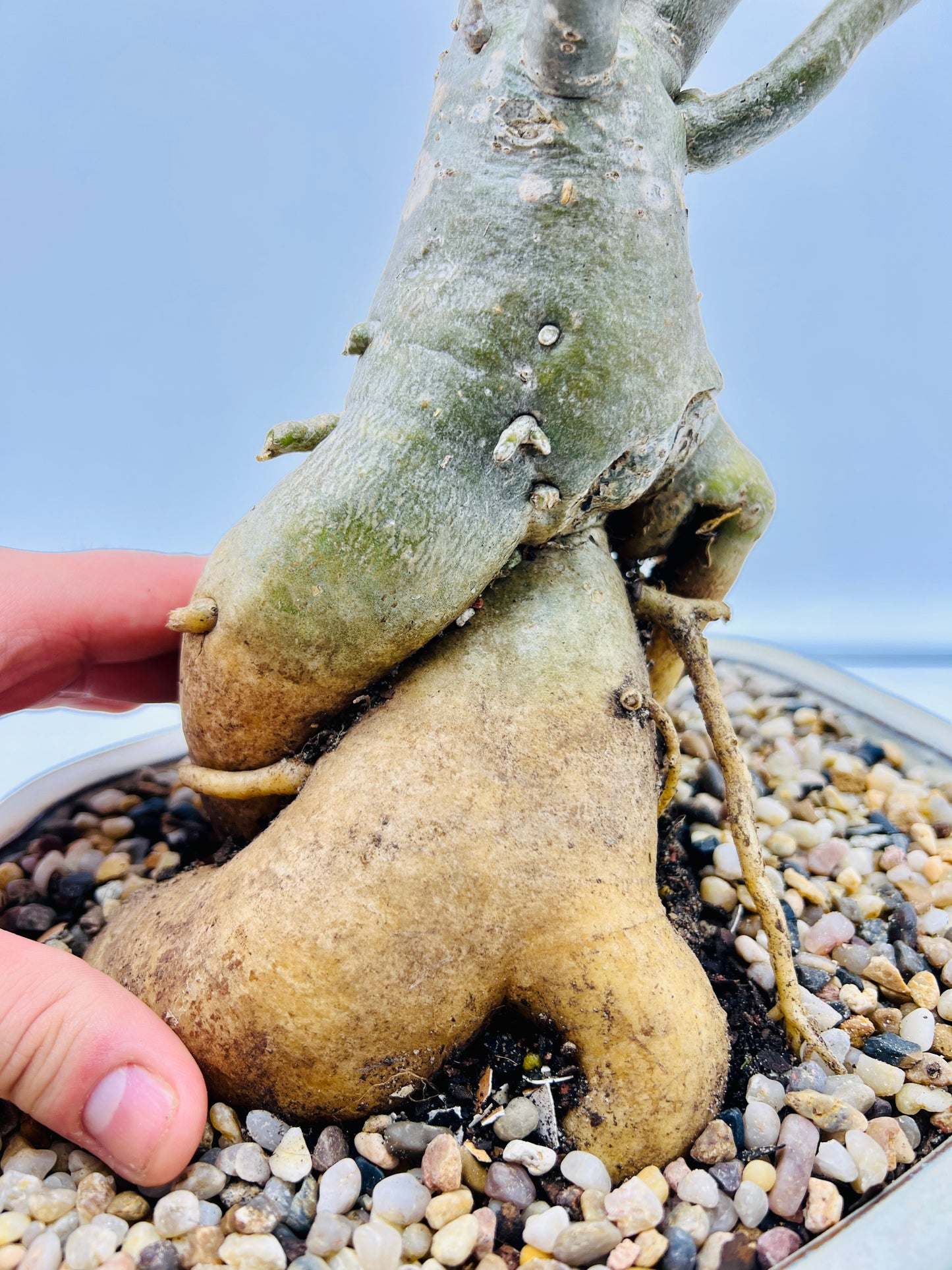 50cm Mature Desert Rose Bonsai Tree - Pink Flowers