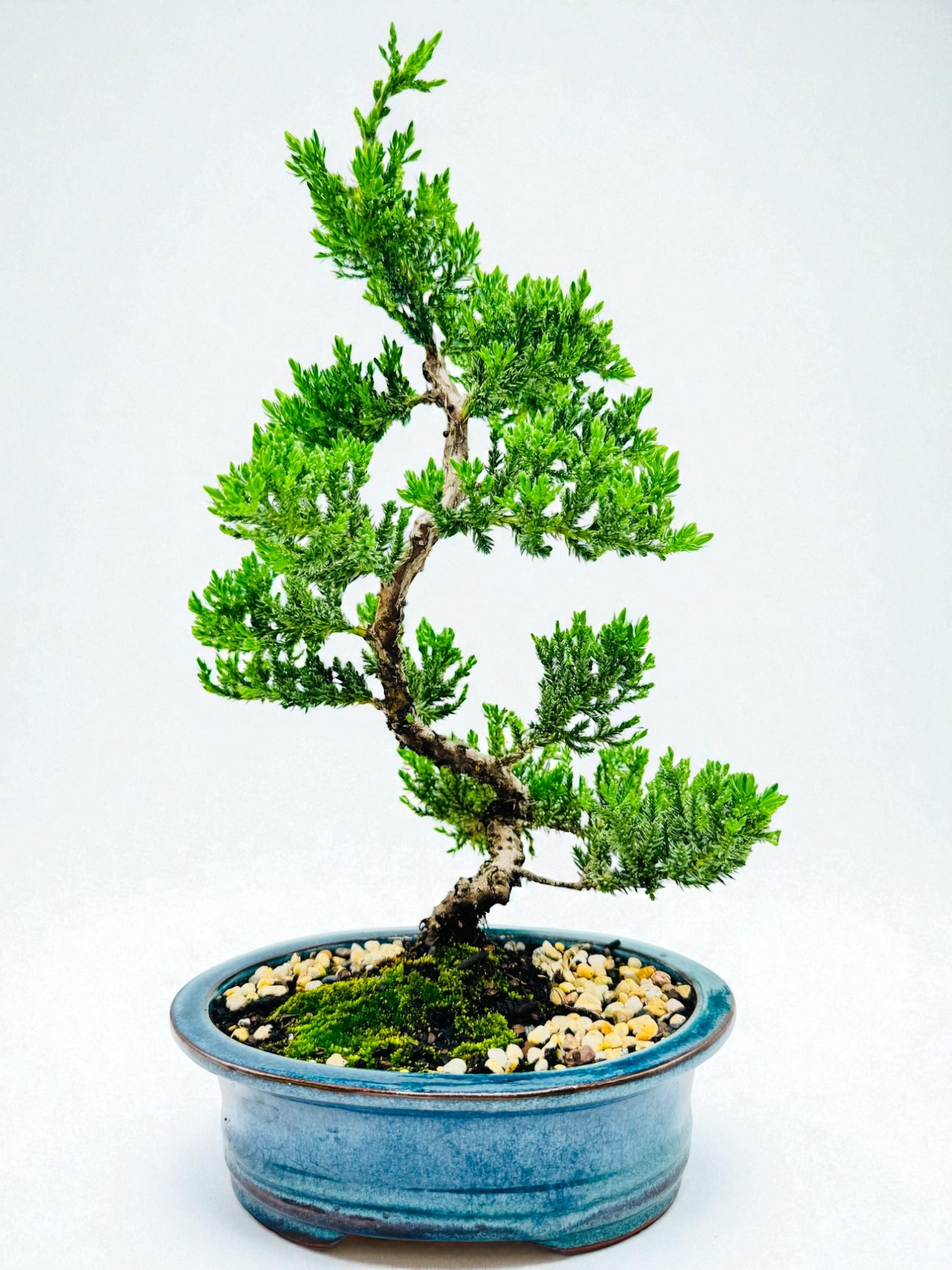 8 Inch Juniper Squamata Bonsai Tree - Teal Oval Pot