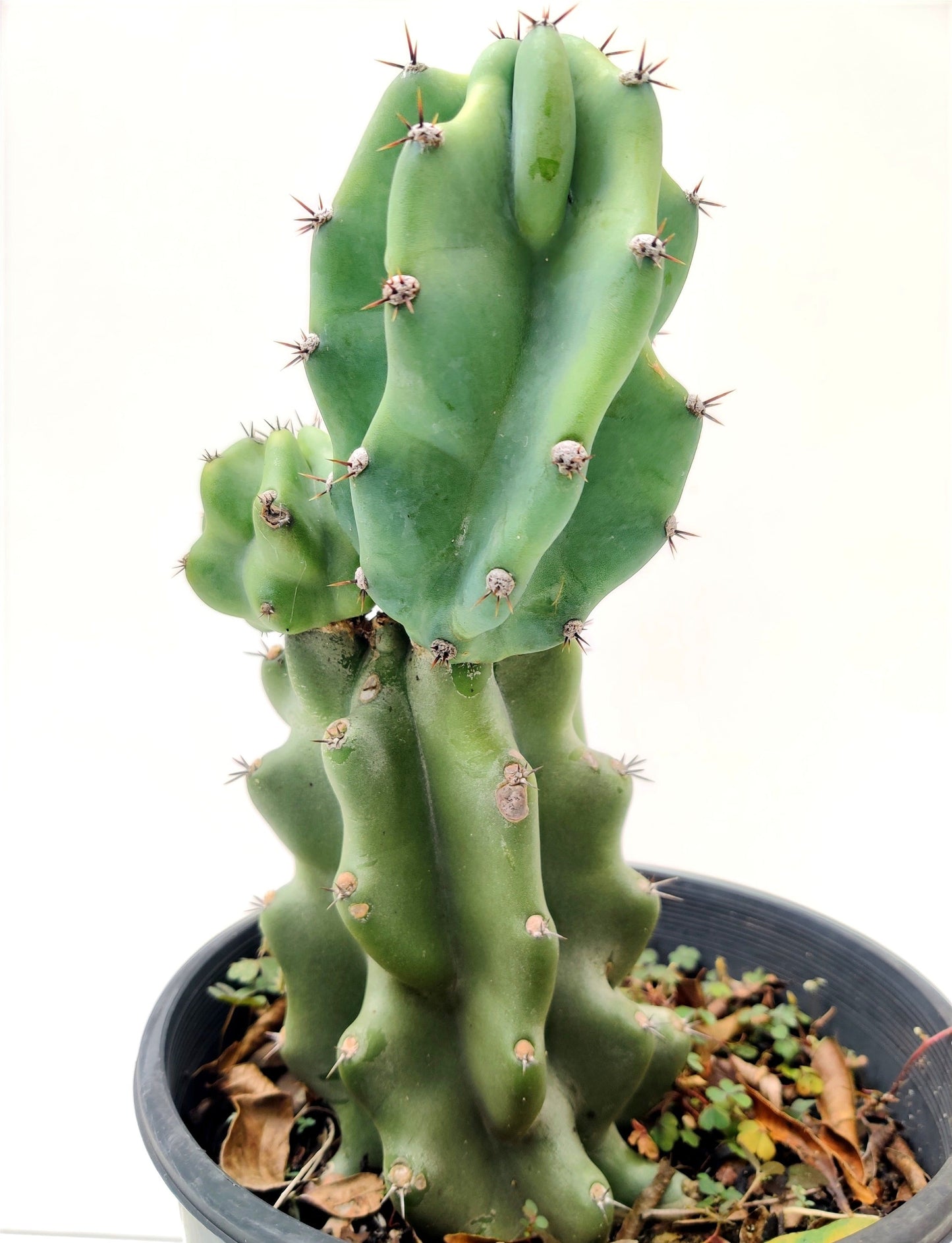 Cereus Monstrosa Succulent - Bonsai Gifts Nursery
