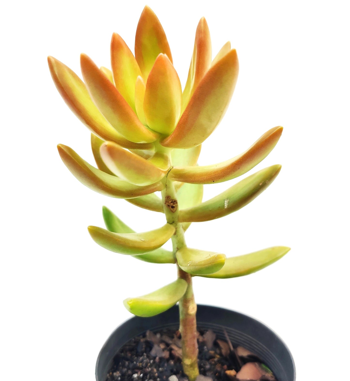 Coppertone Stonecrop Succulent - Bonsai Gifts Nursery