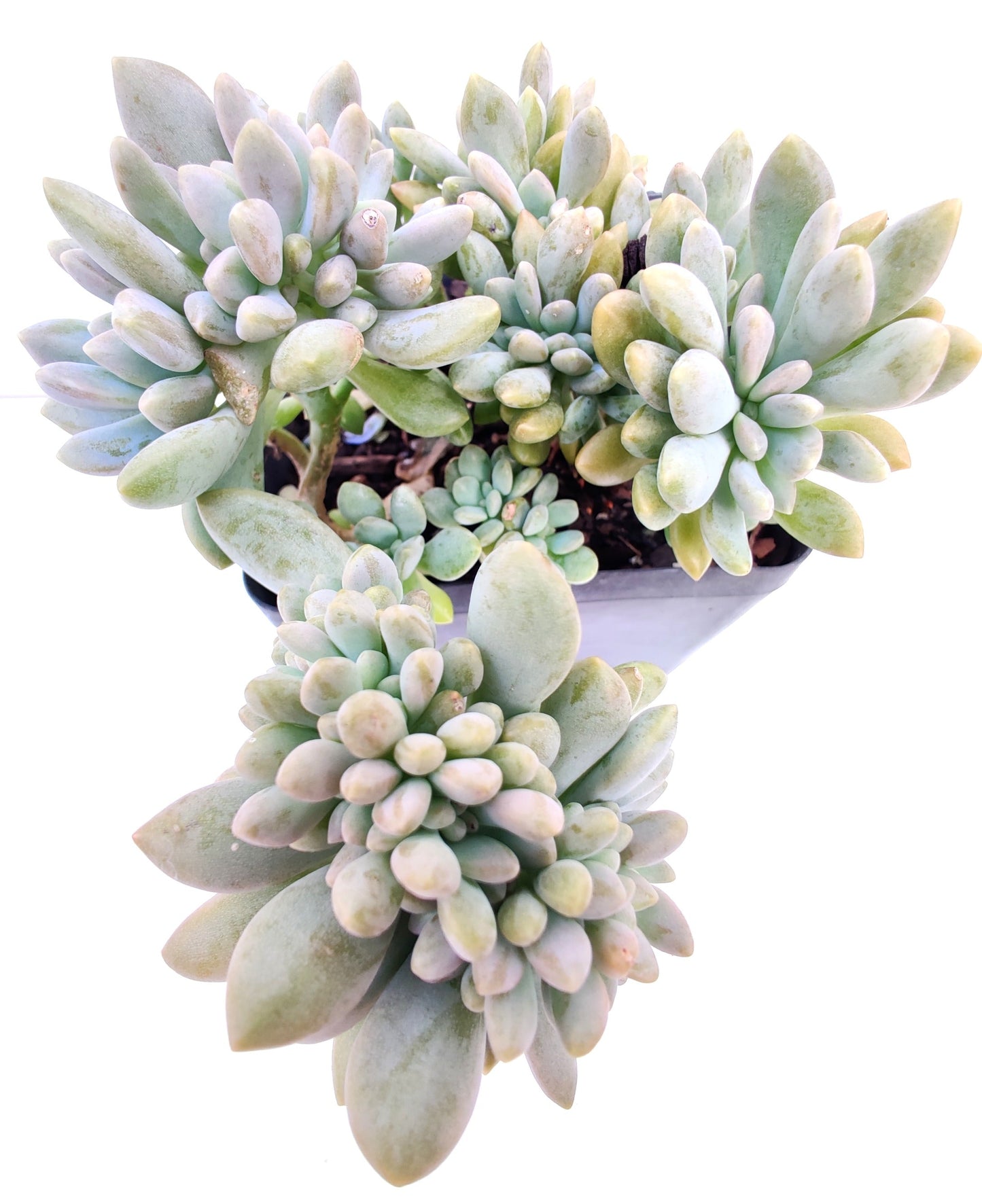 Crested Echeveria Succulent - Bonsai Gifts Nursery