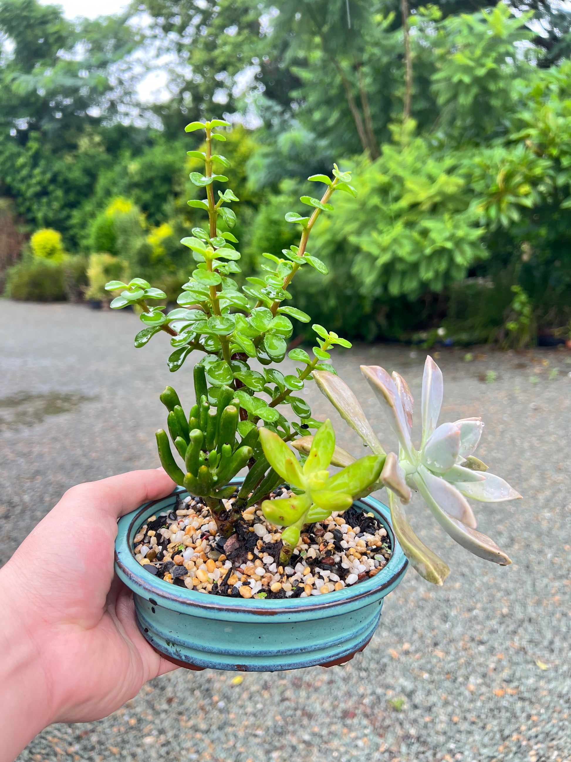 Assorted Succulents Bonsai Tree 6 Inch - Bonsai Gifts Nursery