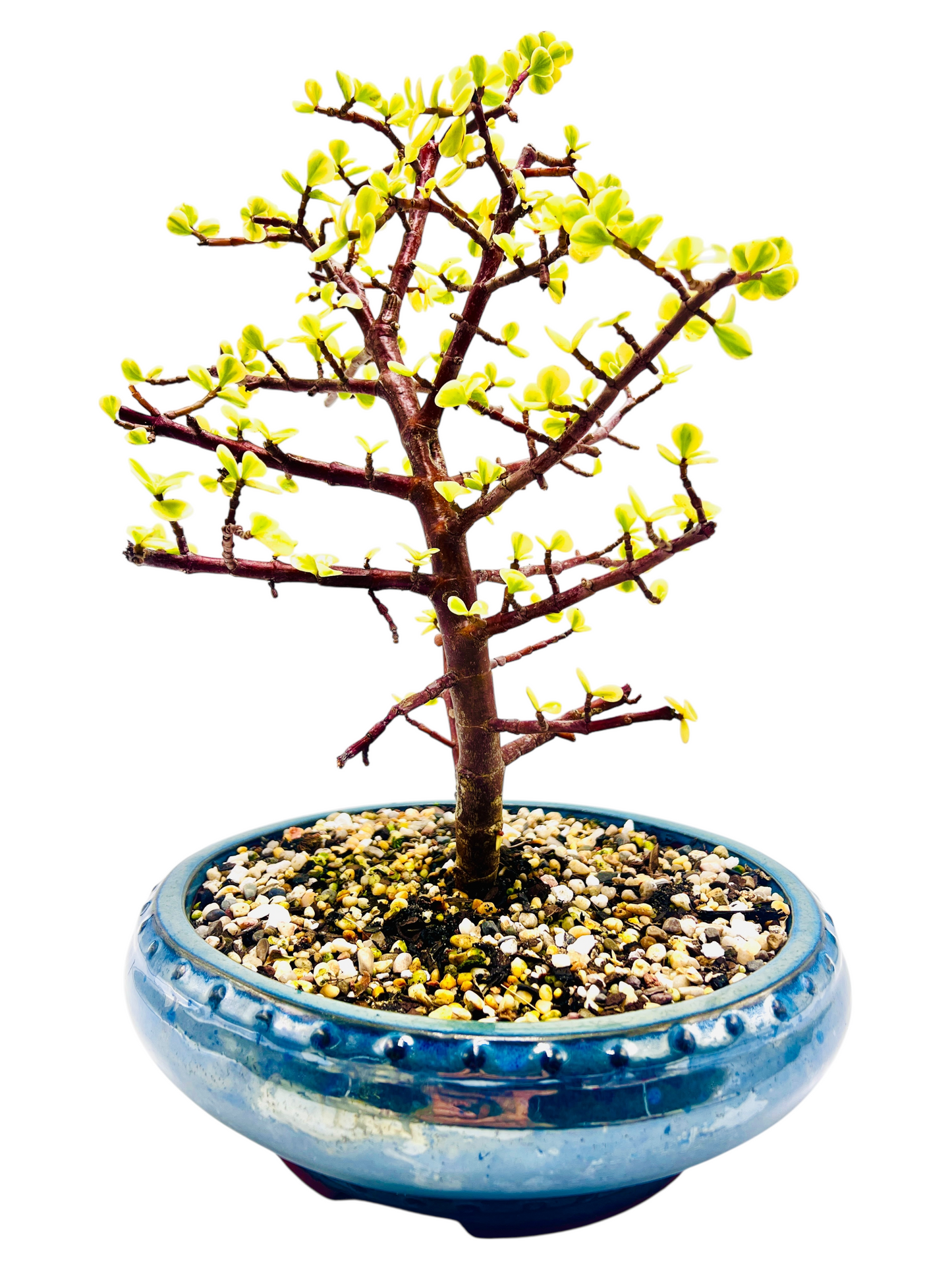 10 Inch Variegated Jade Bonsai Tree