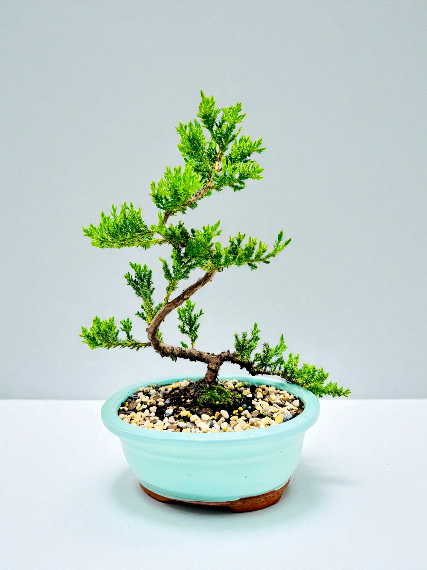 8 Inch Juniper Squamata Bonsai Tree - Turqoise Oval Pot