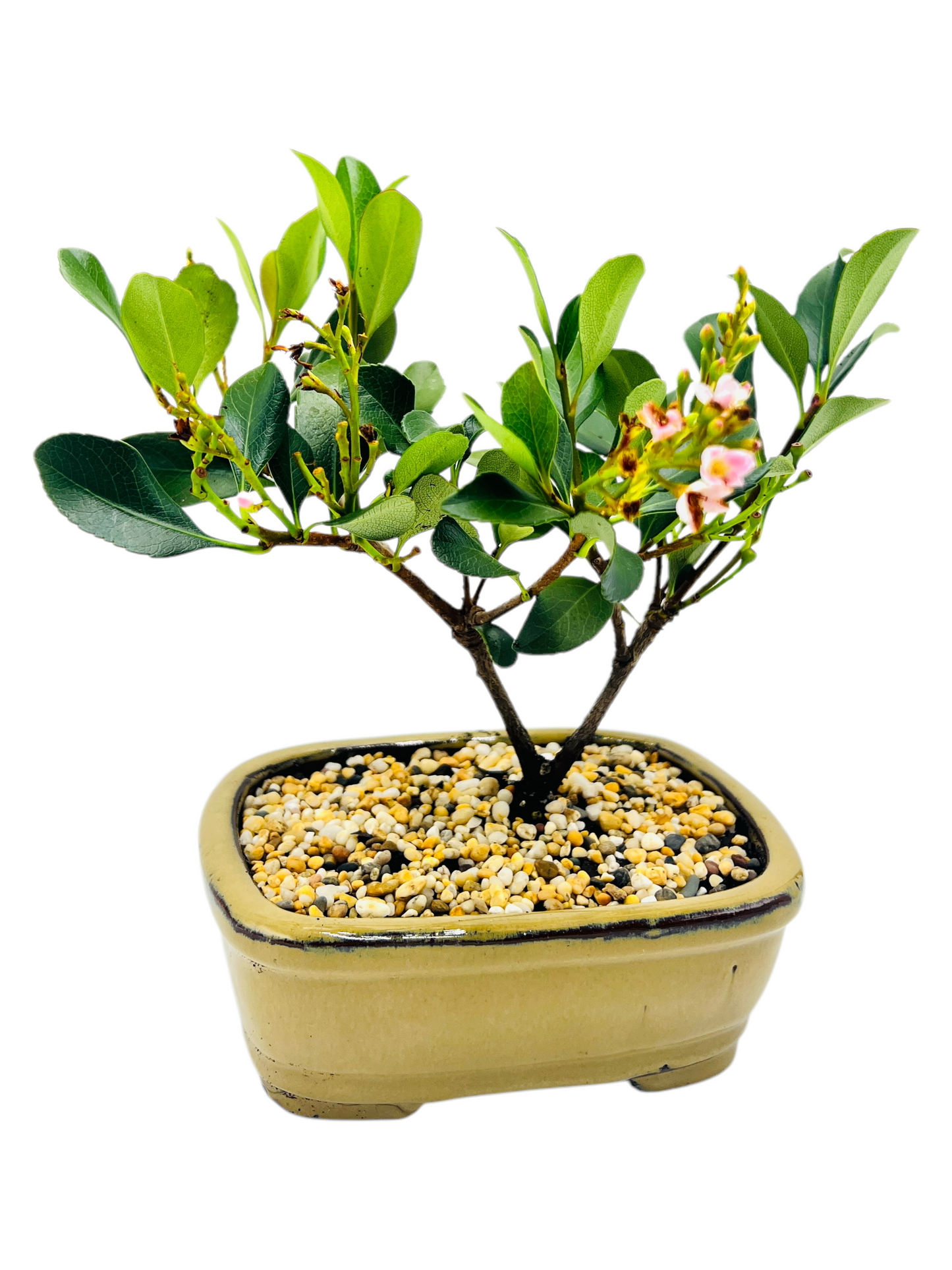 Hawthorn “Cherry Blossom” Bonsai Tree 7 inch