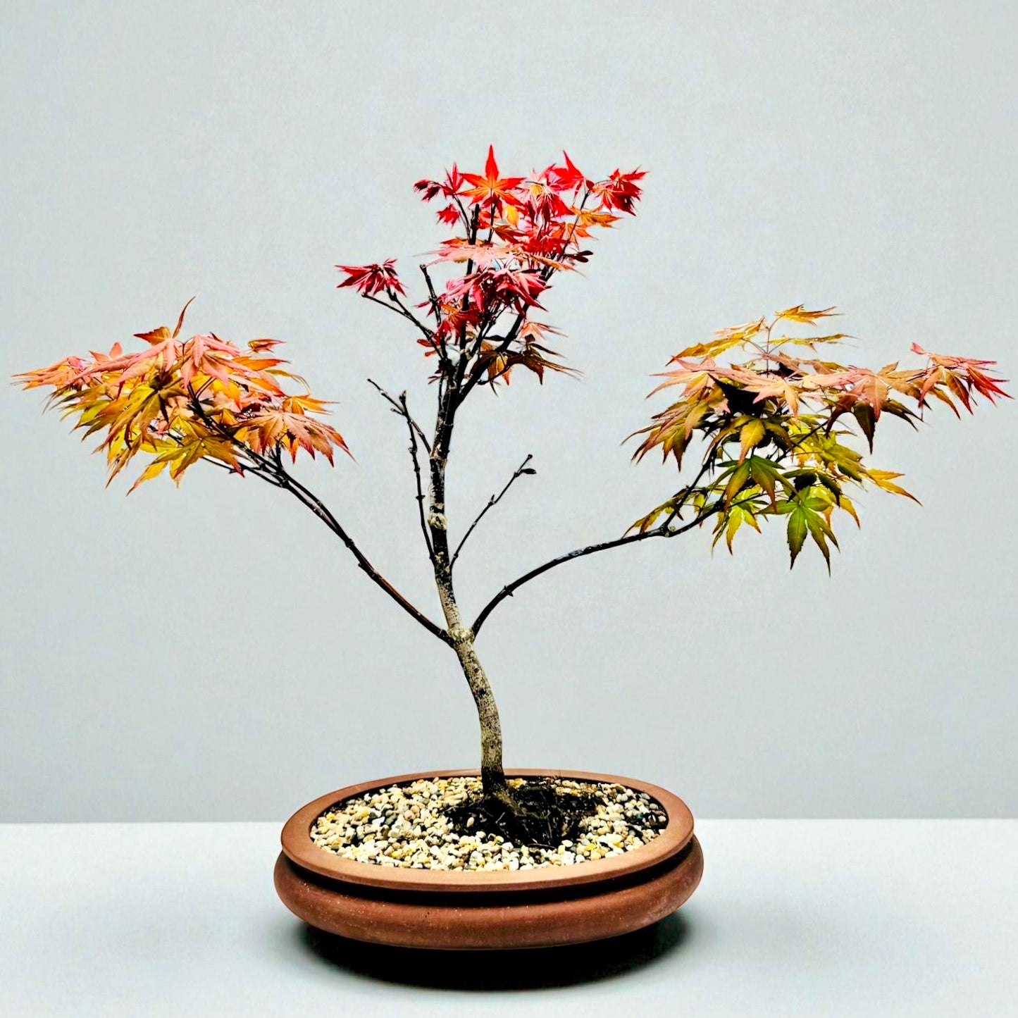 Japanese Red Maple Bonsai Tree