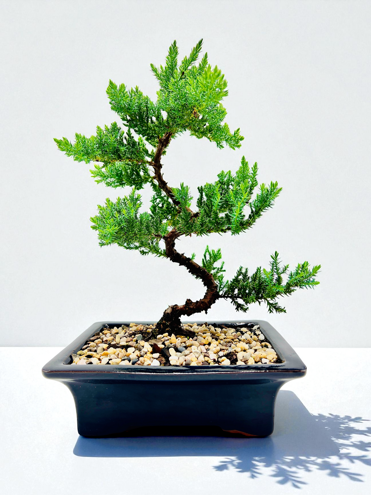 8 Inch Juniper Squamata Bonsai Tree - Black Rectangle Pot