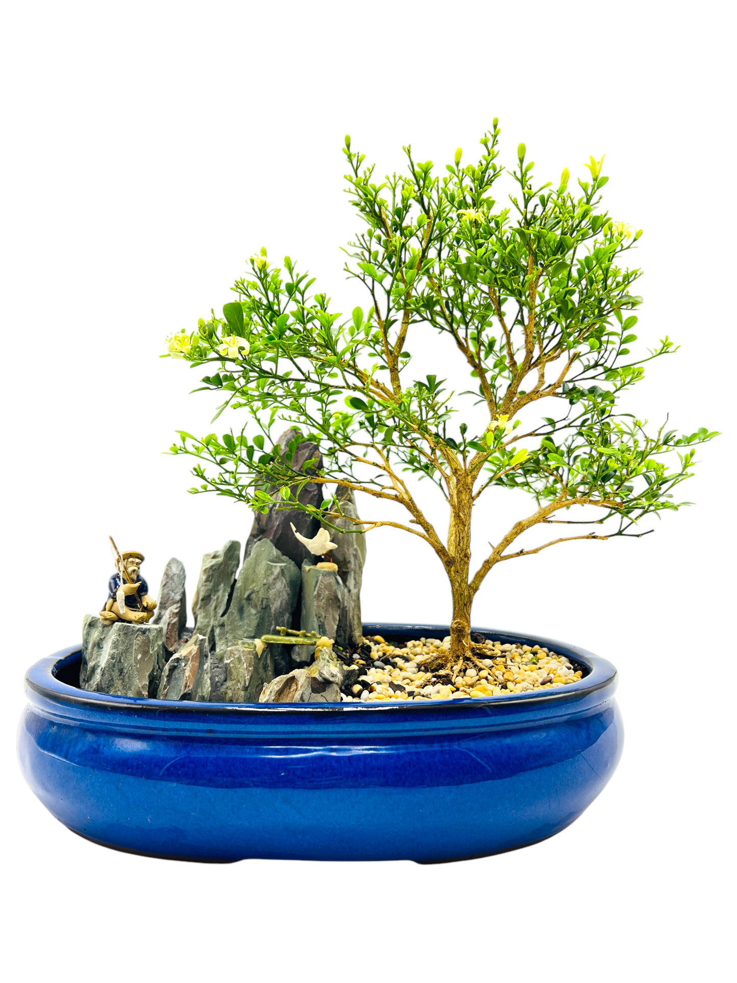 12 Inch Mini Jasmine Rock Feature Bonsai Tree