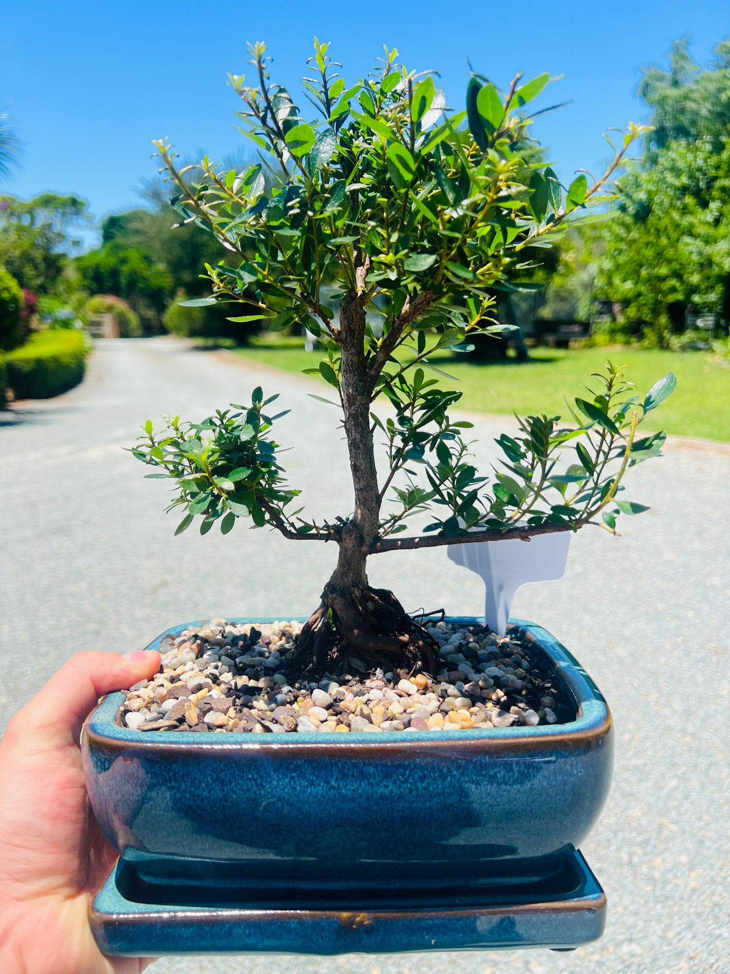 8” Japanese Saotome Azalea Bonsai Tree