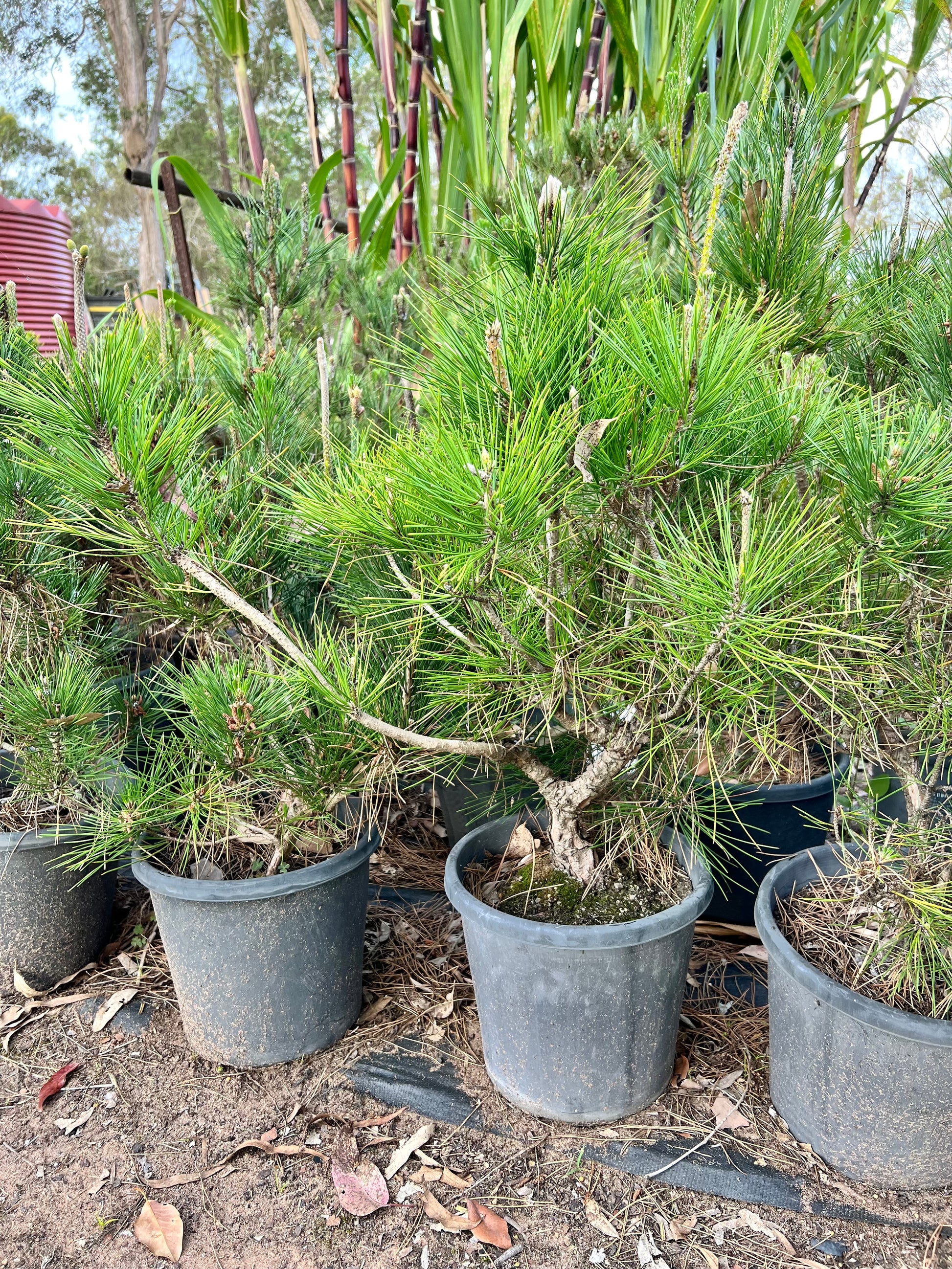 12” Japanese Black Pine DIY Bonsai Tree - Bonsai Gifts Nursery