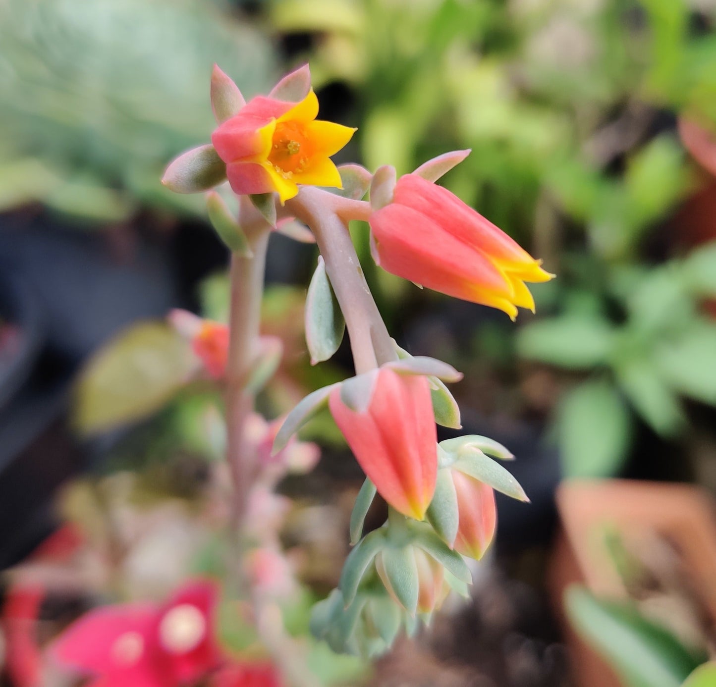 Echeveria Imbricata 6" Succulent - Bonsai Gifts Nursery