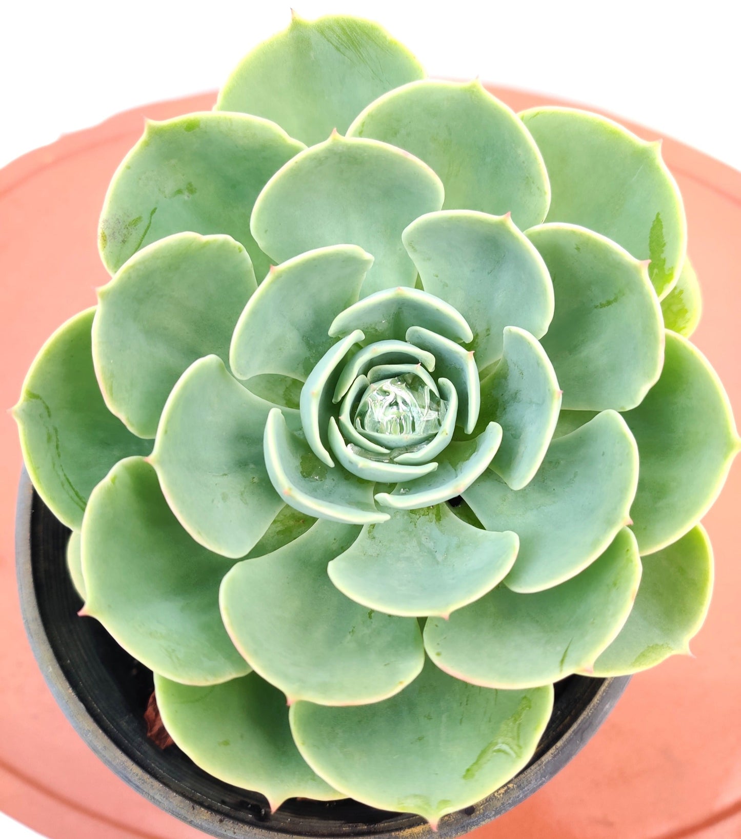 Echeveria Imbricata 6" Succulent - Bonsai Gifts Nursery