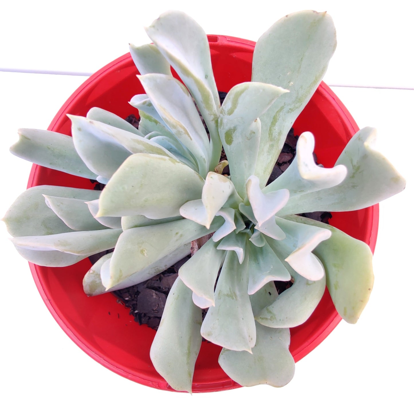 Echeveria Runyonii Succulent - Bonsai Gifts Nursery