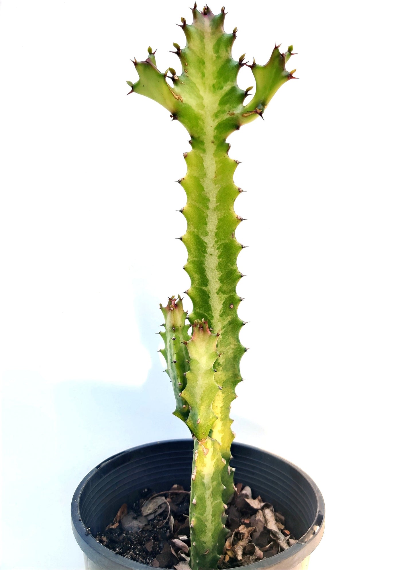 Euphorbia Lactea Succulent - Bonsai Gifts Nursery