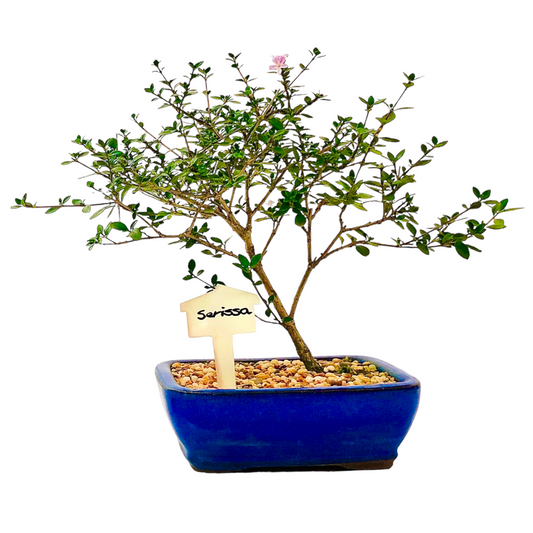 Starter White Flowering Serissa Bonsai Tree - Bonsai Gifts Nursery