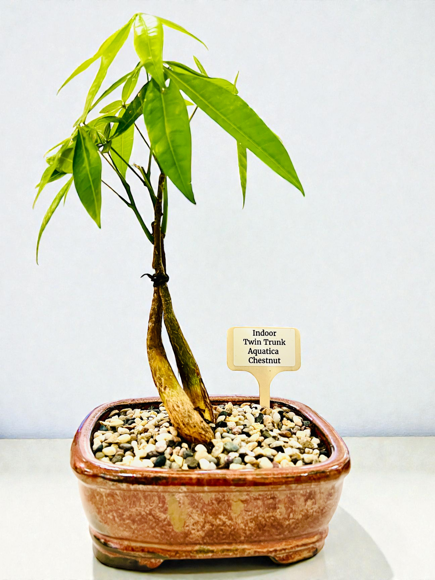 Twin Trunk Indoor Guiana Chestnut “Pachira Aquatica” Bonsai Tree 8 Inch 发财树