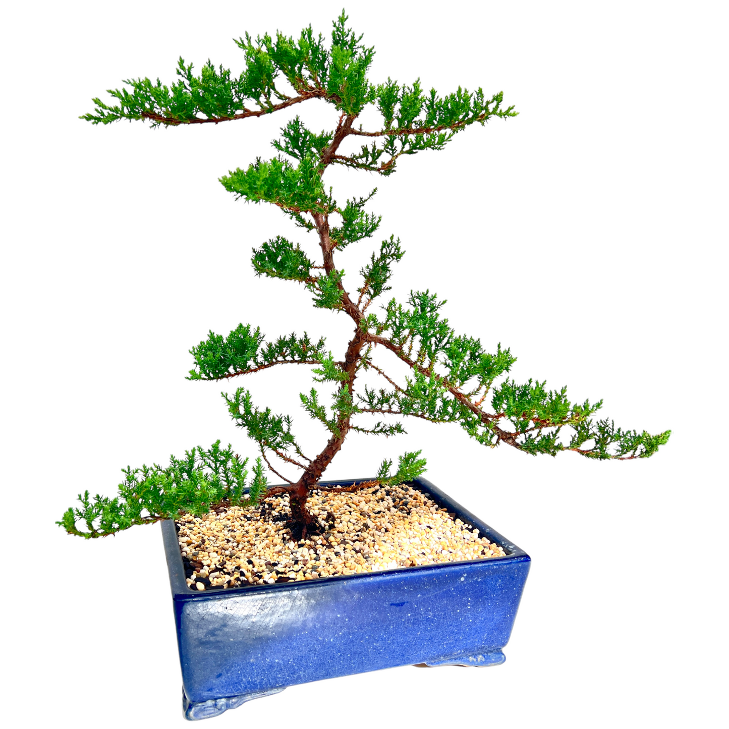 Large Juniper Squamata Bonsai Tree 12 Inch - Bonsai Gifts Nursery