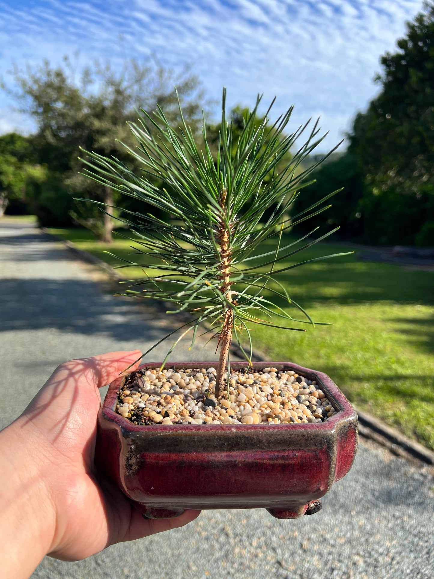Mikawa Japanese Black Pine Bonsai Tree - Bonsai Gifts Nursery