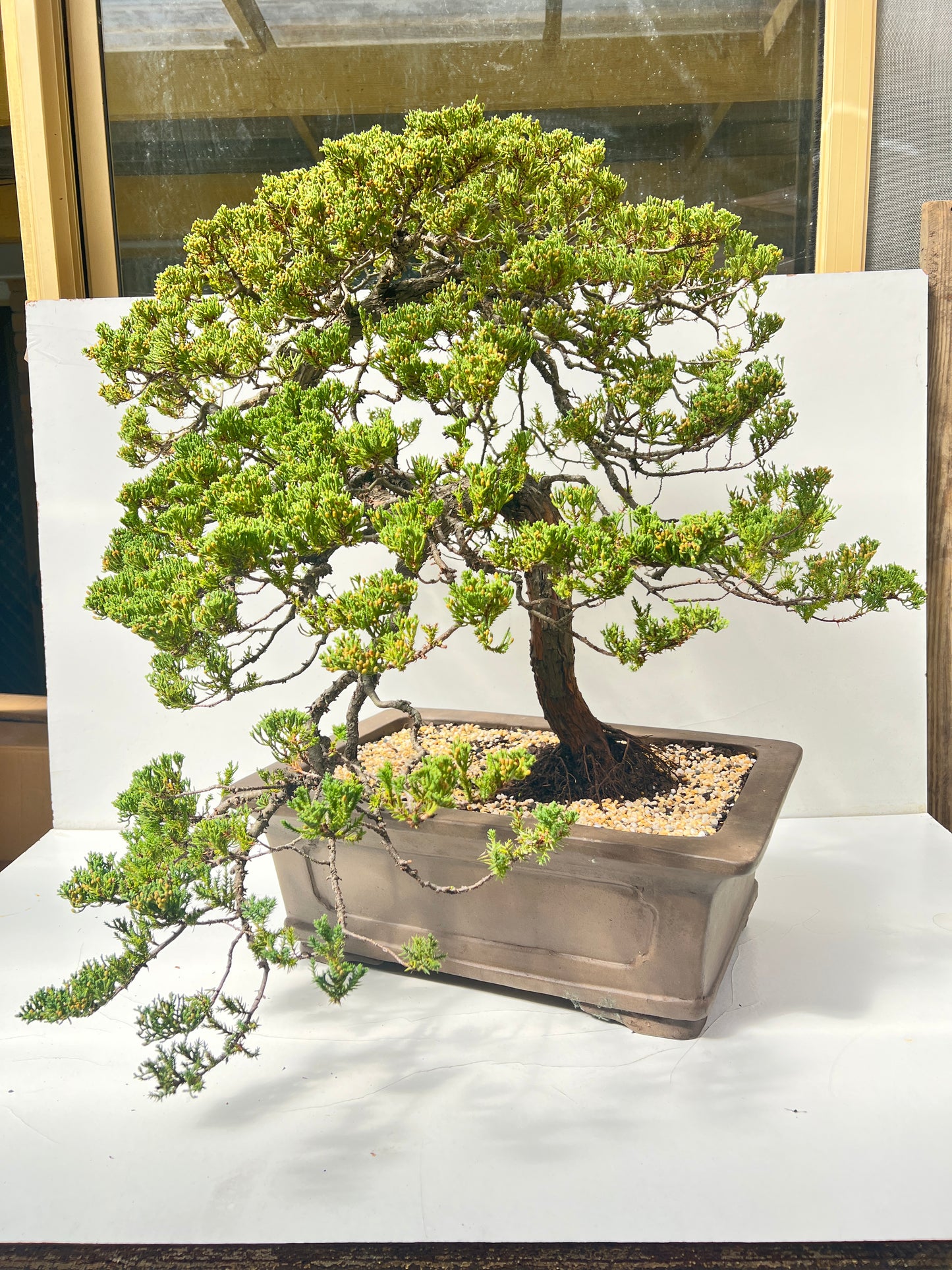 24 Year Old Juniper Squamata Bonsai Tree 85cm Tall - Bonsai Gifts Nursery
