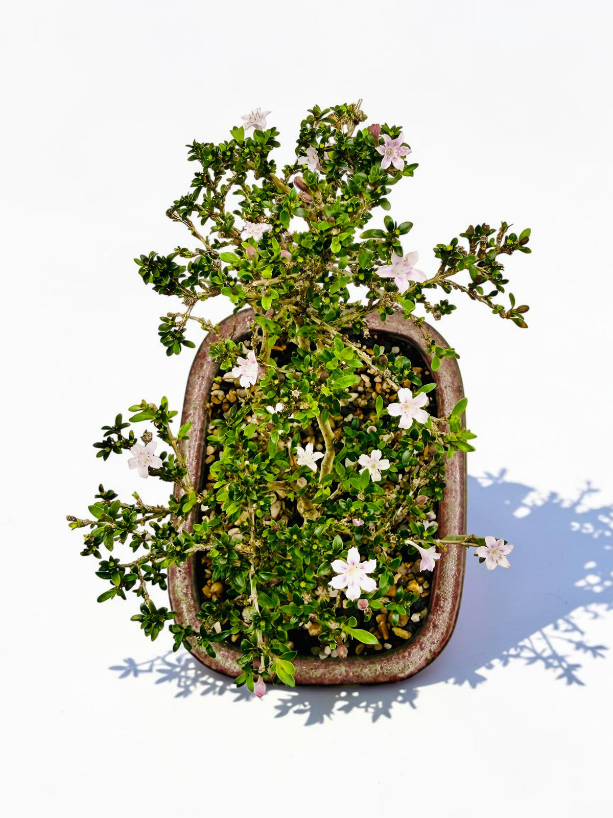 8 Inch Japanese Kyoto Serissa Bonsai Tree - Pink White Flowers