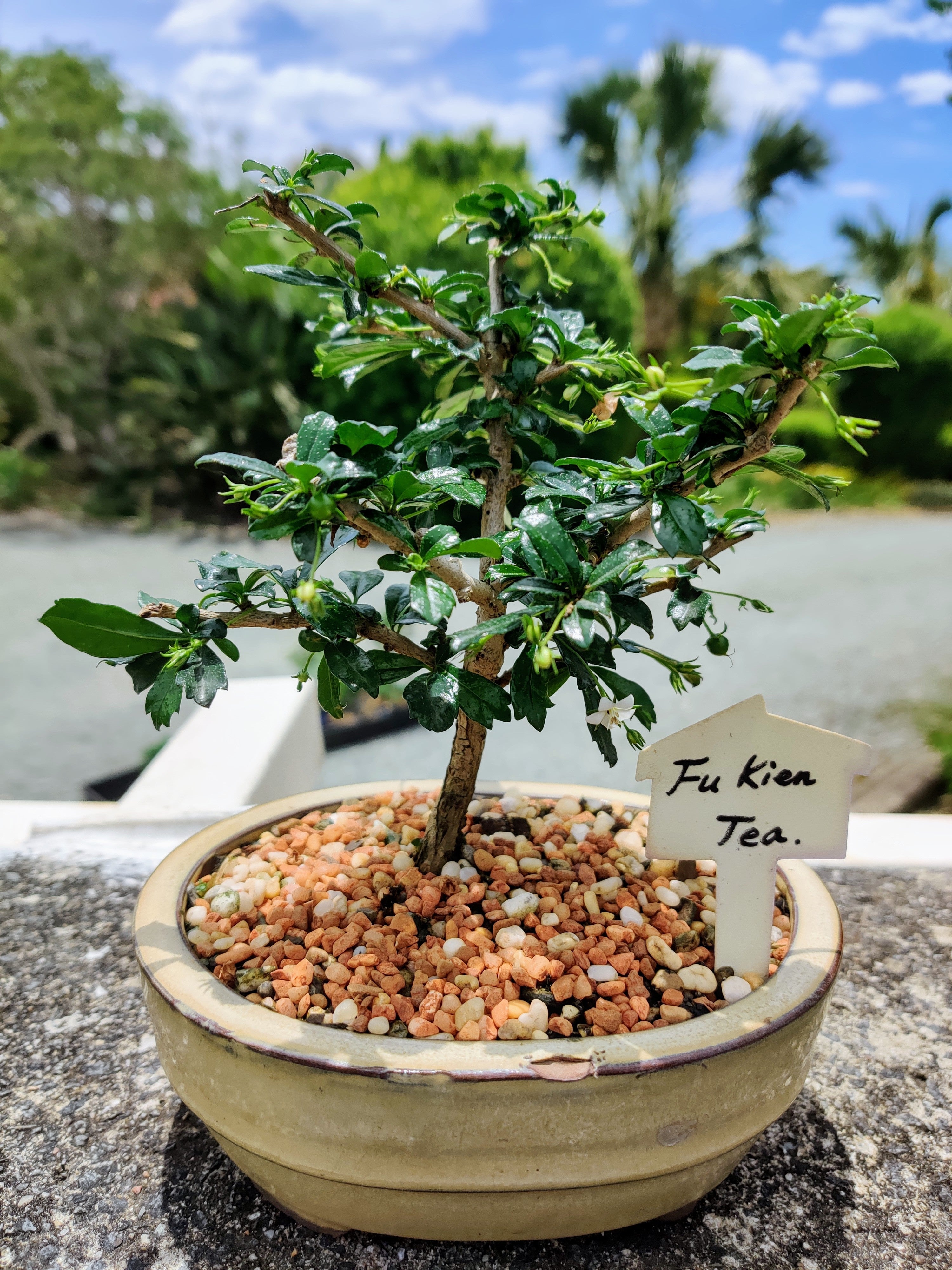 australian tea tree bonsai Fukien Tea