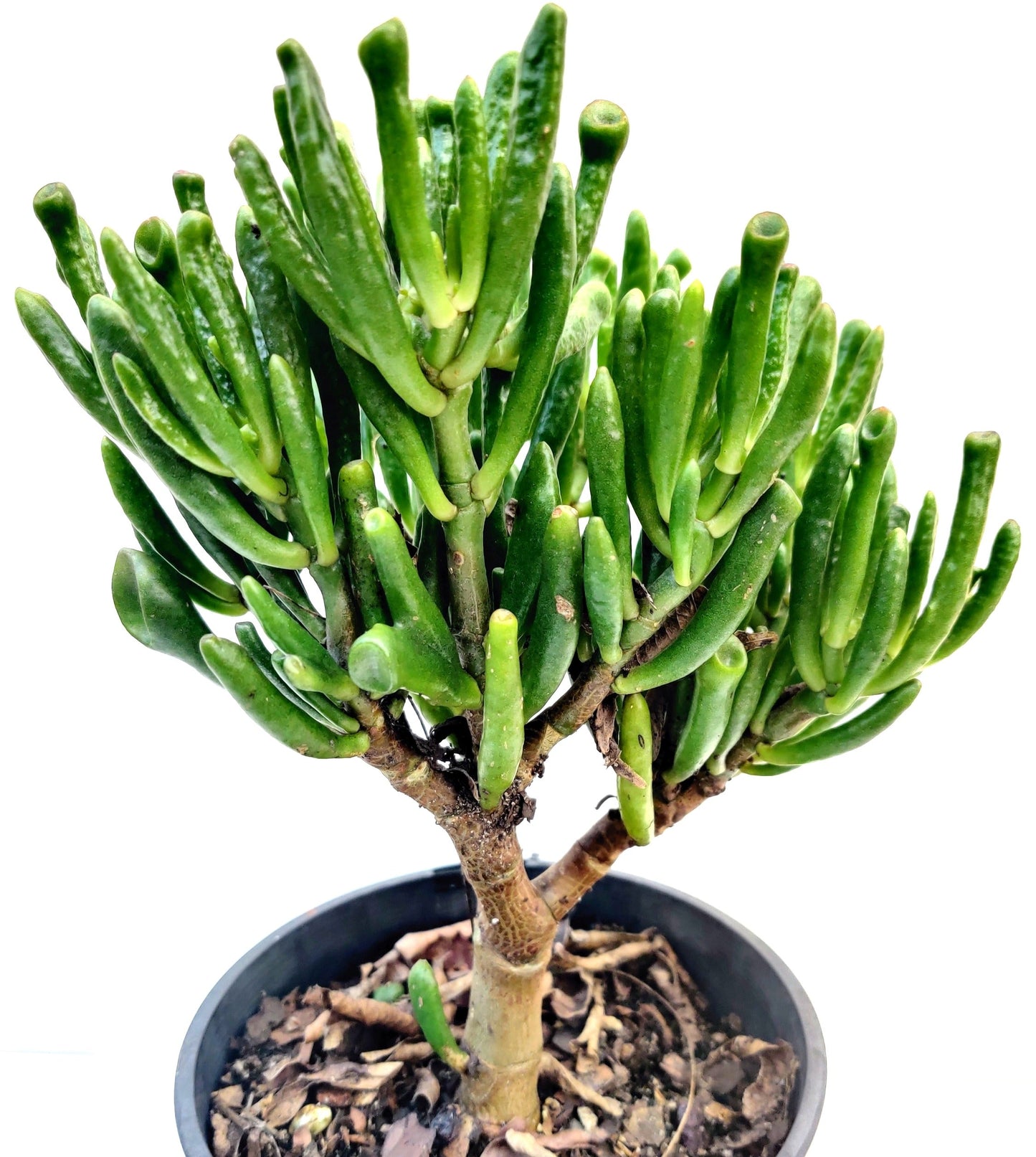 Gollum Jade Succulent - Bonsai Gifts Nursery