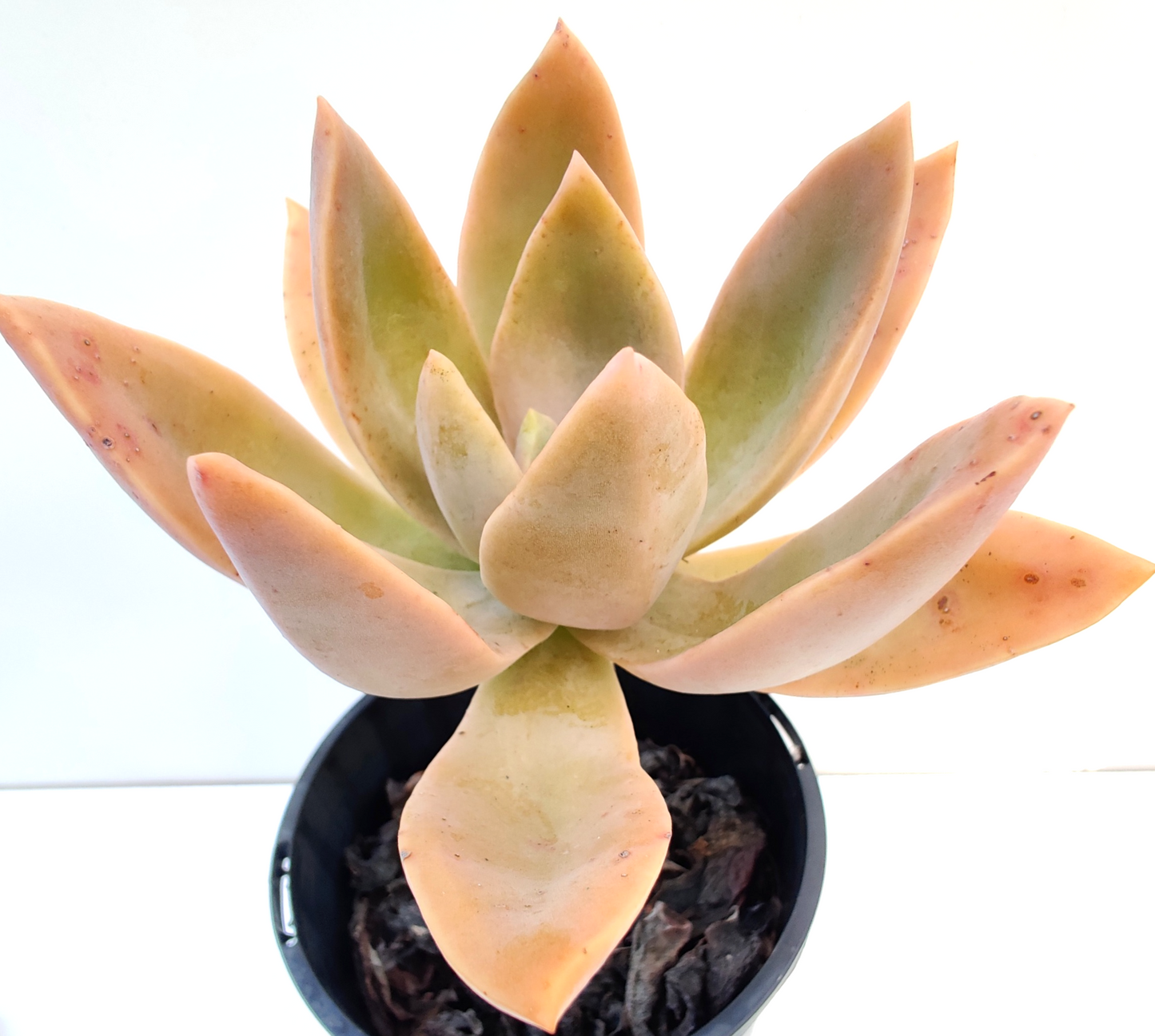 Graptopetalum Succulent - Bonsai Gifts Nursery