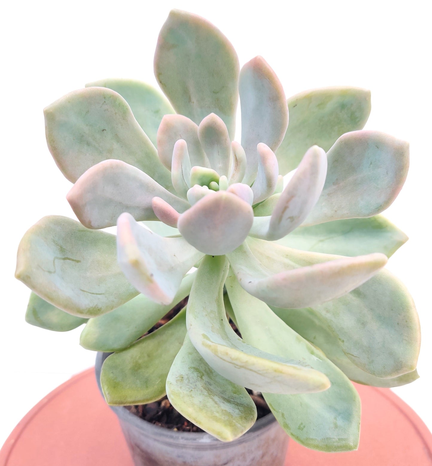 Graptophytum Supreme Succulent - Bonsai Gifts Nursery