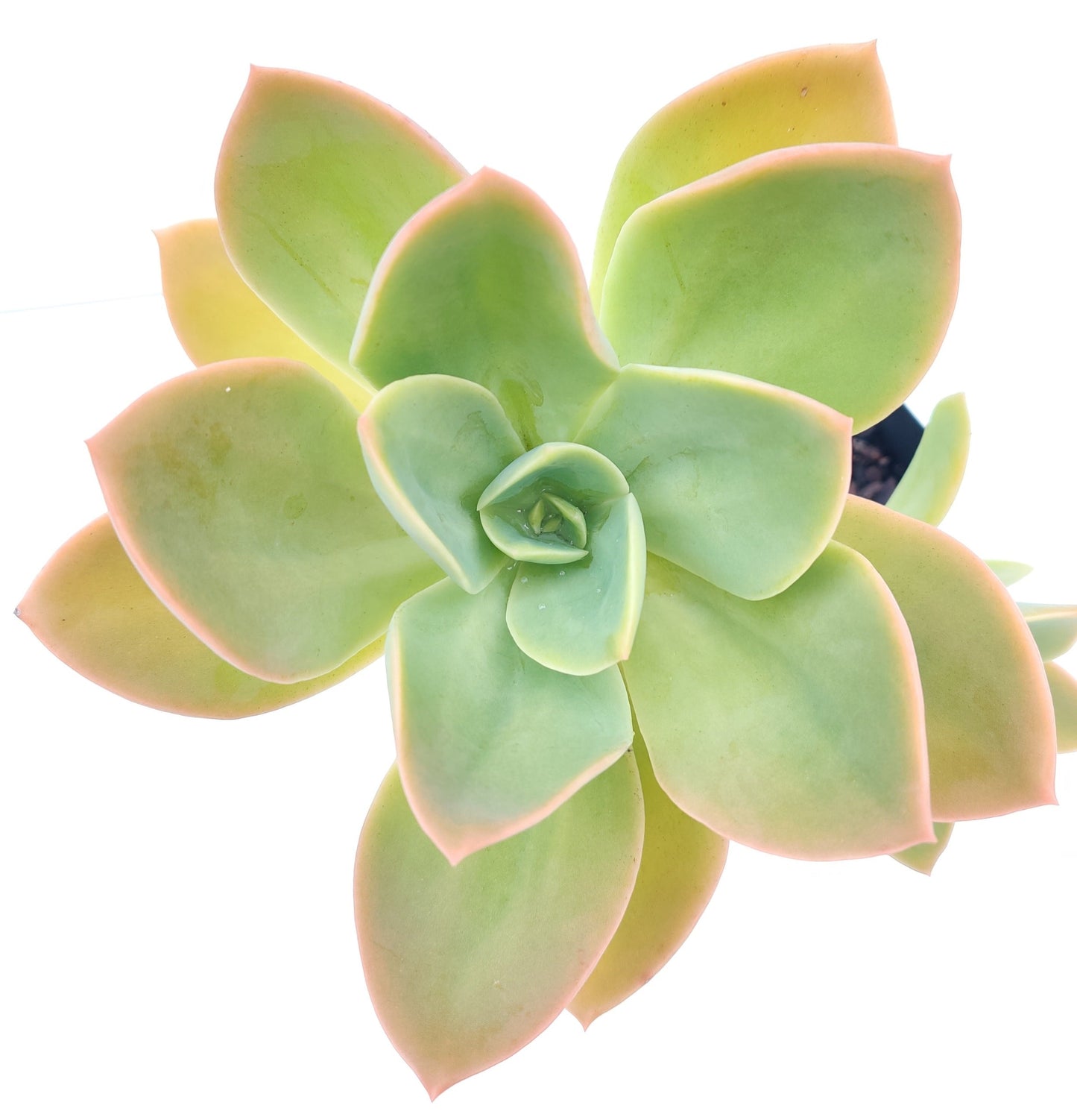 Graptoveria David Cummings Succulent - Bonsai Gifts Nursery