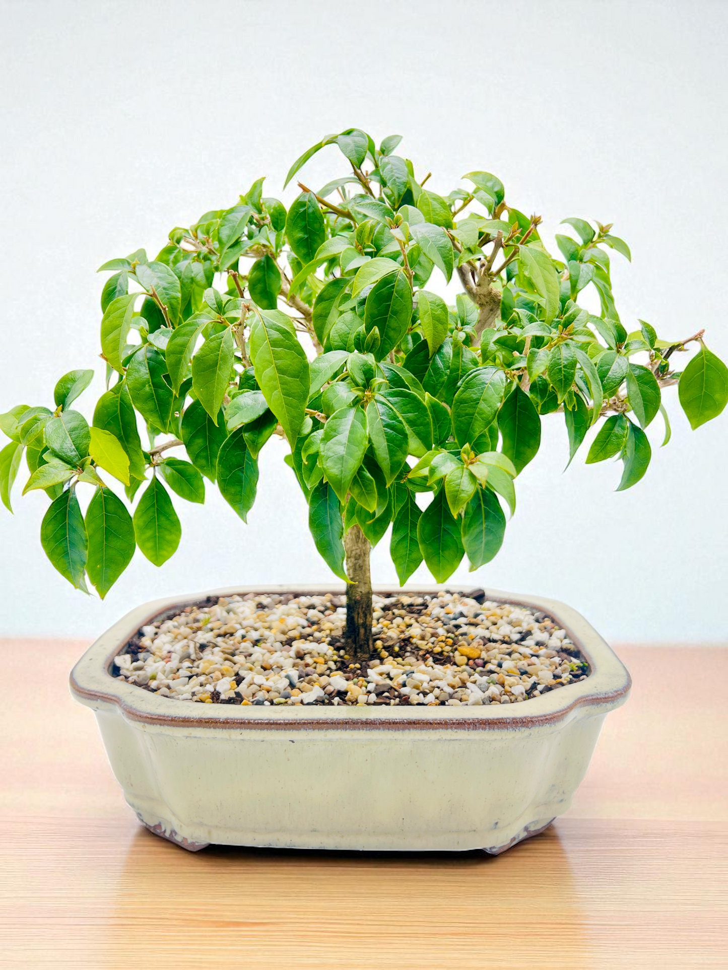 12” Purple Bougainvillea 8 Years Old 50cm Tall