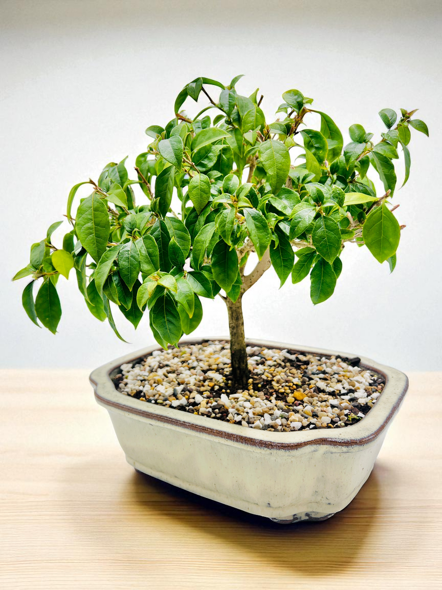12” Purple Bougainvillea 8 Years Old 50cm Tall