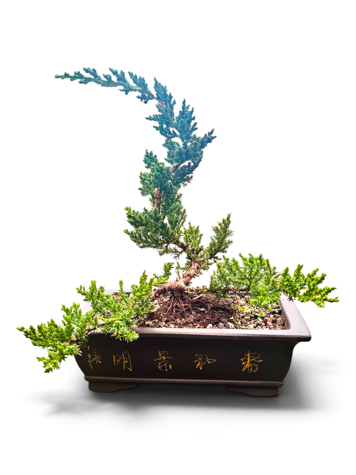 8” Juniper Squamata Bonsai Tree - Unglazed Gold Artwork