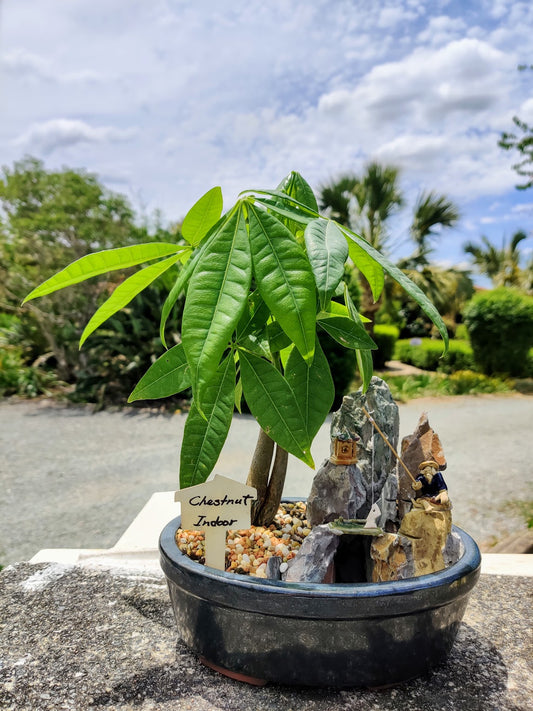 8" Pachira Aquatica Indoor Bonsai Tree - "Guiana Chestnut" 发财树 - Bonsai Gifts Nursery