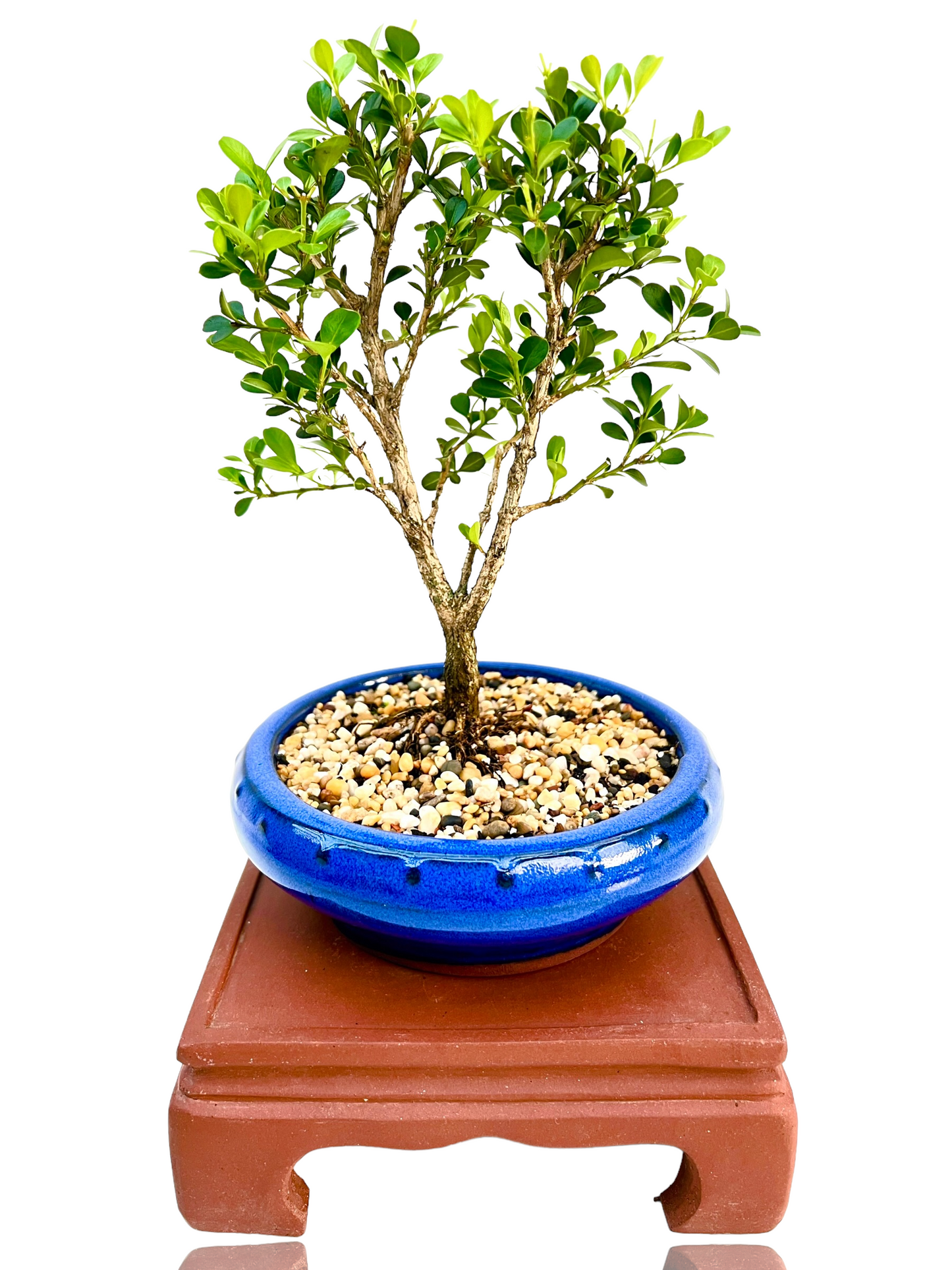 Japanese Boxwood 6" Bonsai Tree - Bonsai Gifts Nursery