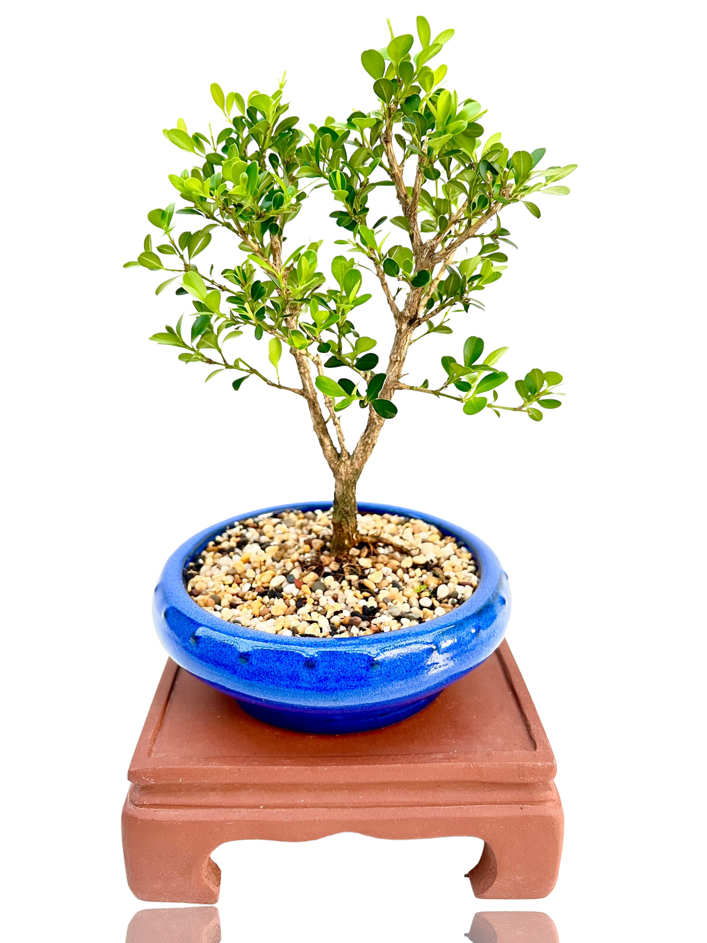 Japanese Boxwood 6" Bonsai Tree - Bonsai Gifts Nursery