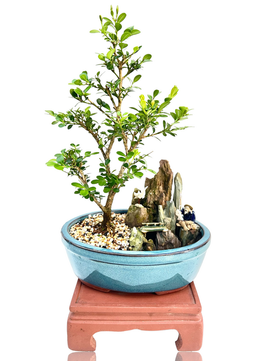 Japanese Boxwood With Rock Feature 8" Bonsai Tree - Bonsai Gifts Nursery