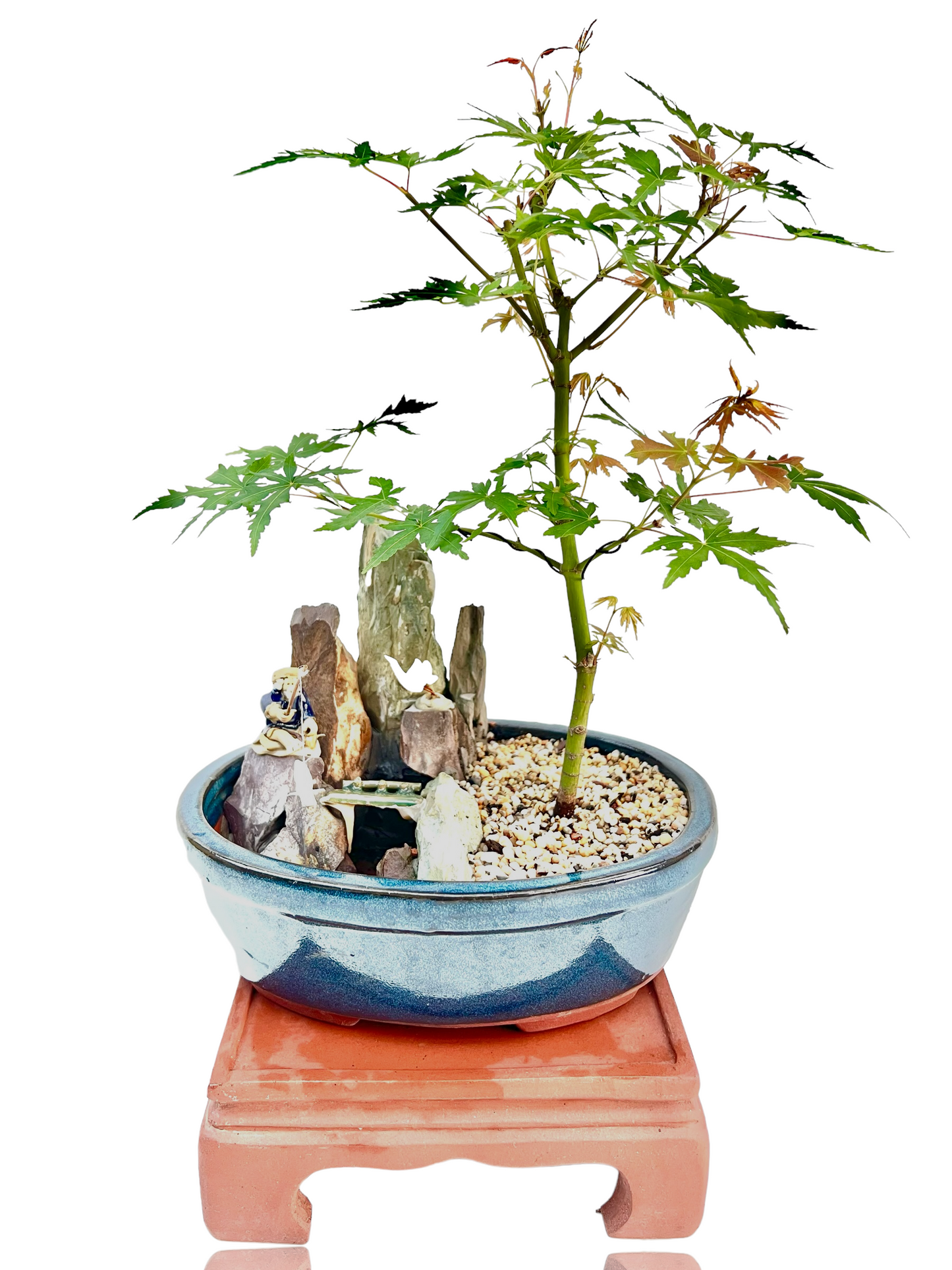 Japanese Maple With Rock Feature 8” Bonsai Tree - Bonsai Gifts Nursery
