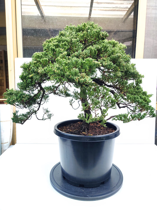 Juniper Squamata Bonsai - Bonsai Gifts Nursery