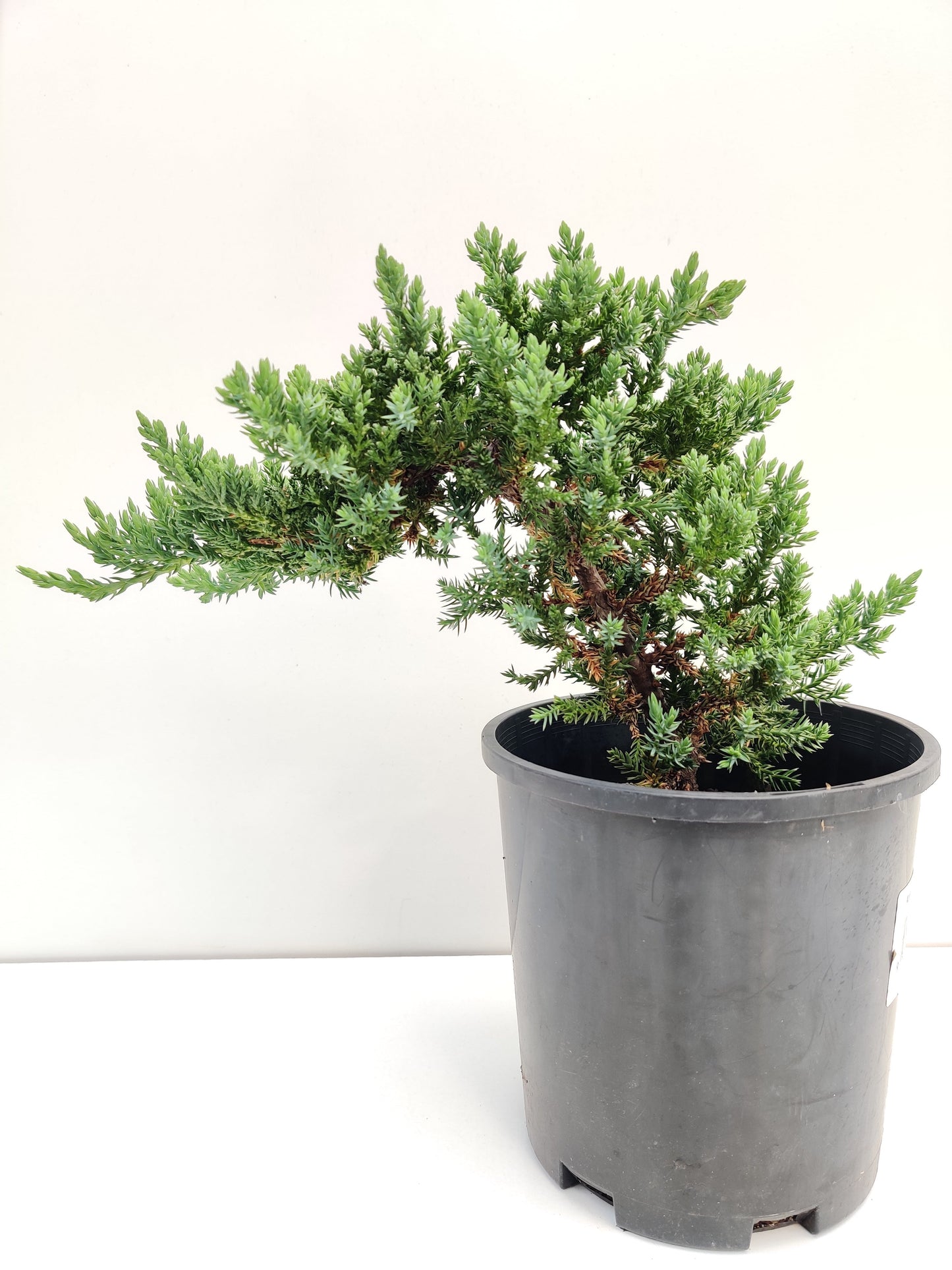 6" Juniper Squamata Bonsai Starter - Bonsai Gifts Nursery