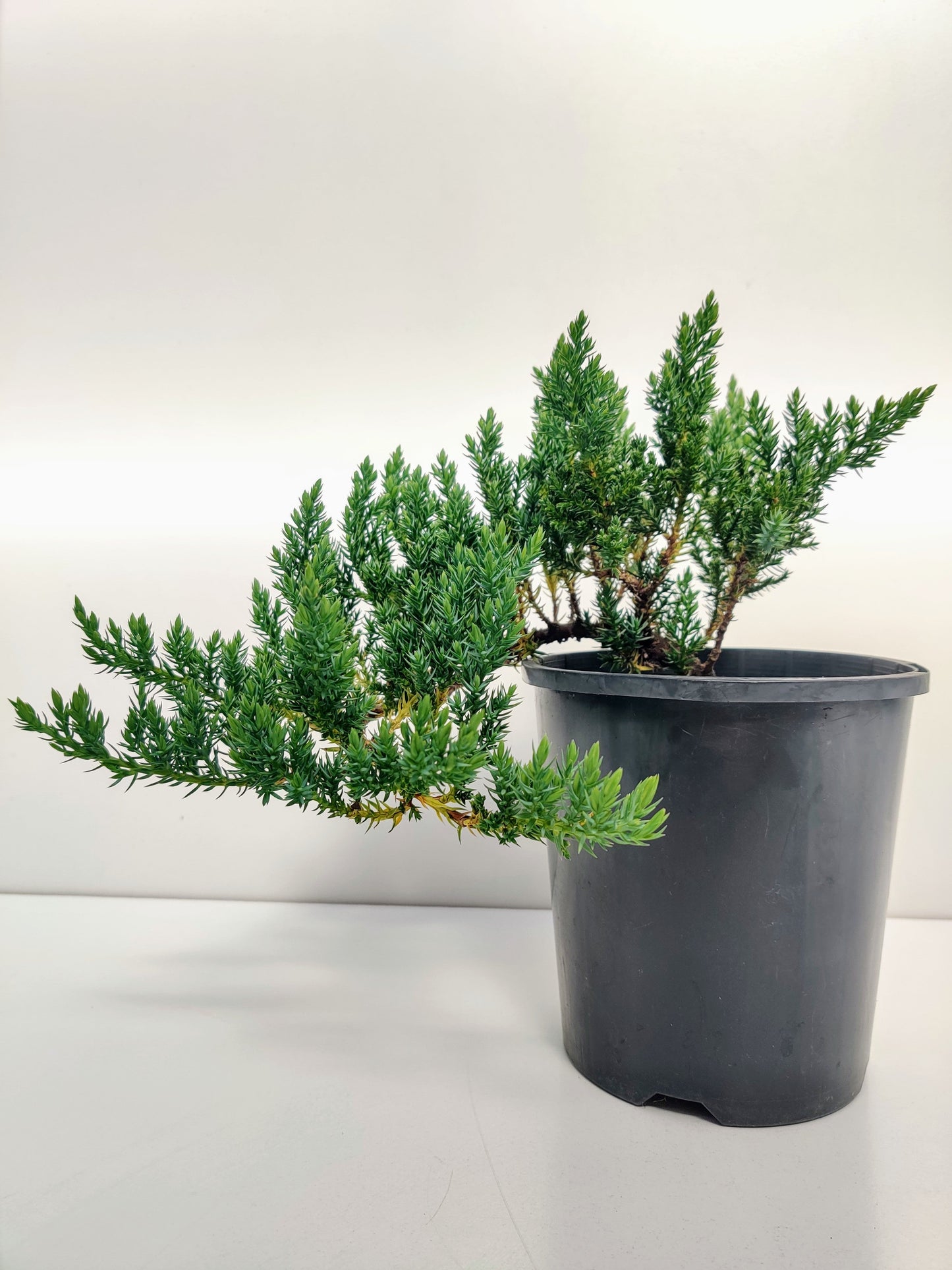 6" Juniper Squamata Bonsai Starter - Bonsai Gifts Nursery