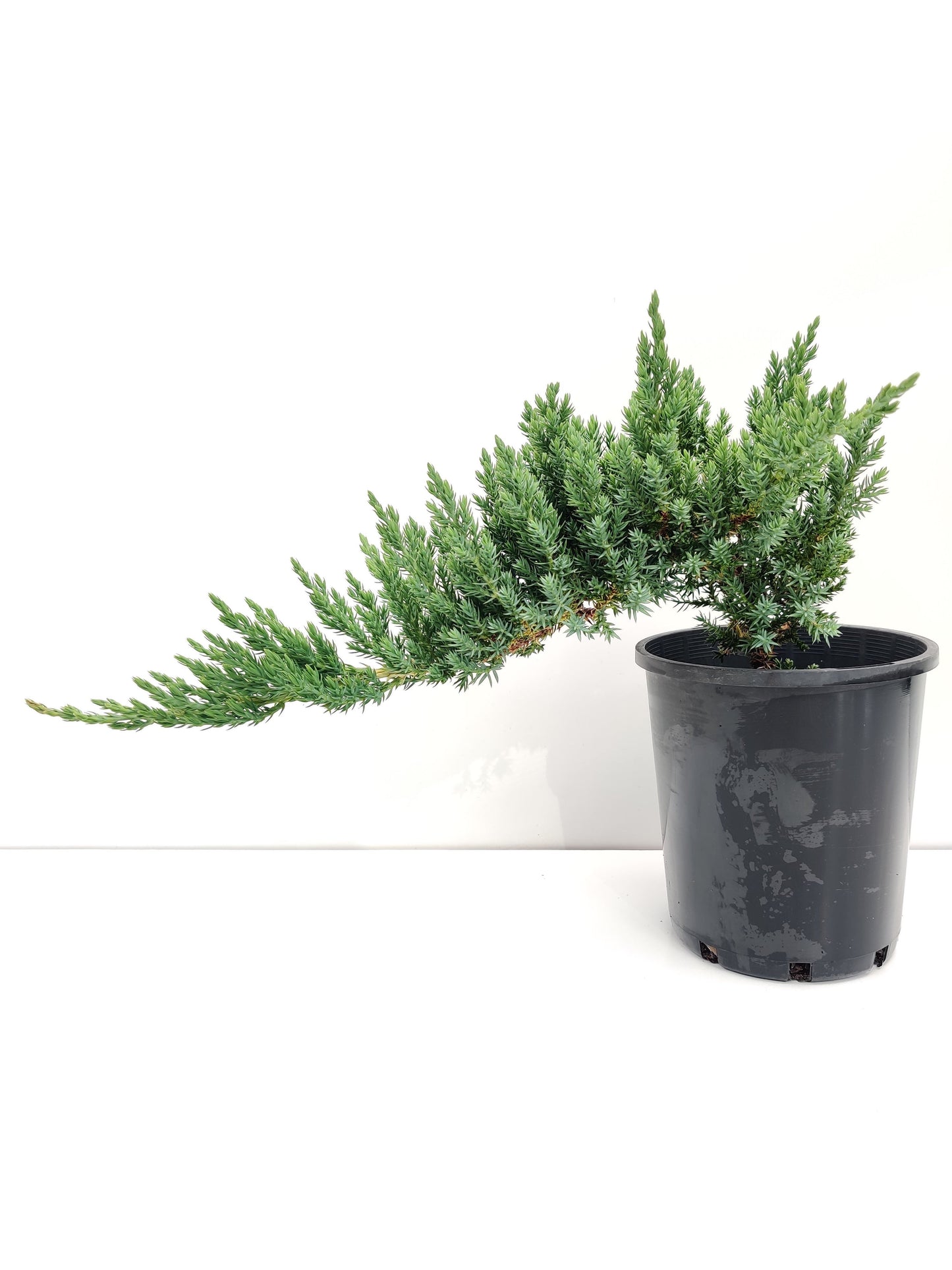 6" Juniper Squamata Bonsai Starter - Bonsai Gifts Nursery