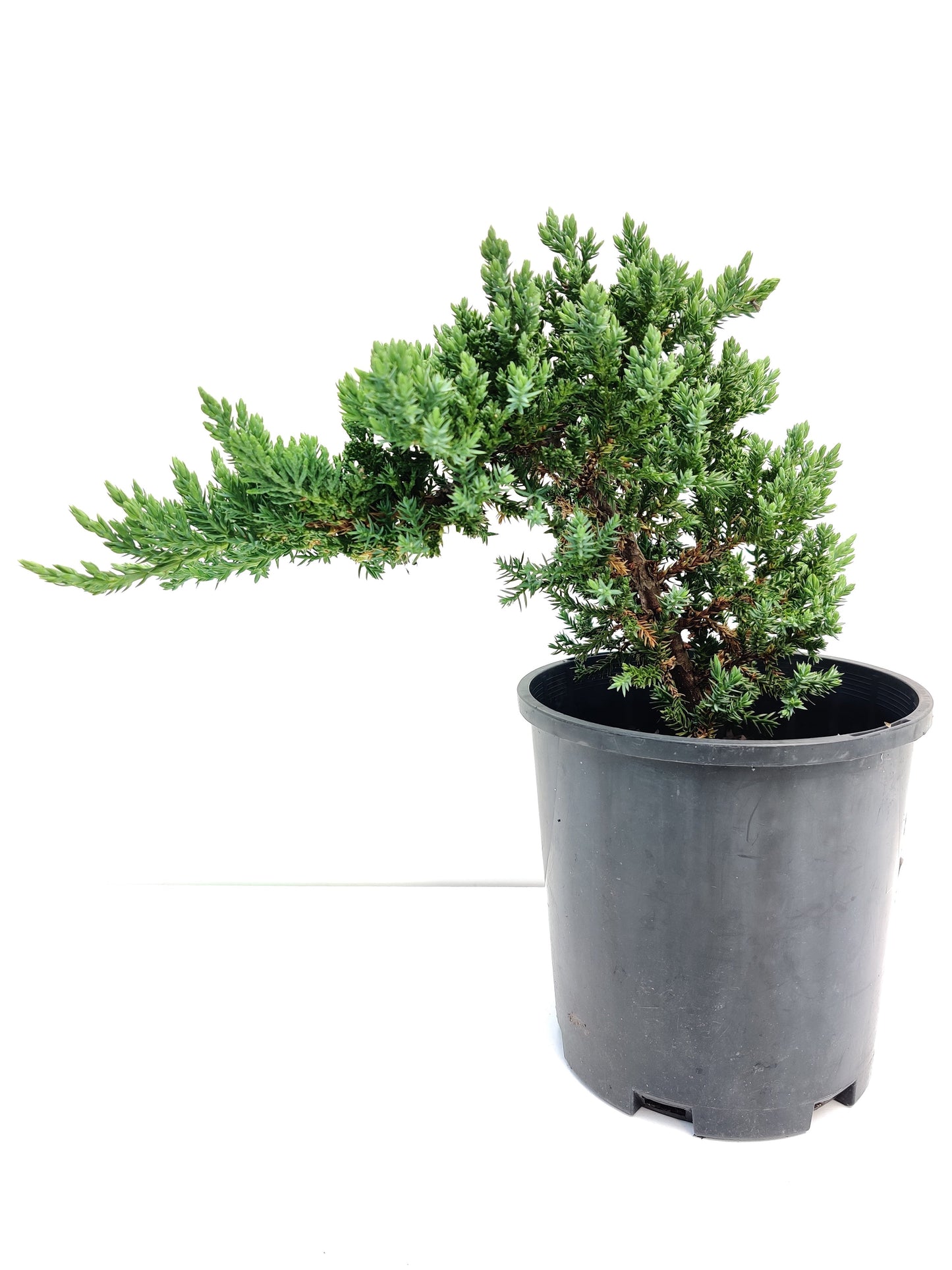 6" Juniper Squamata Bonsai Starter - Bonsai Gifts Nursery