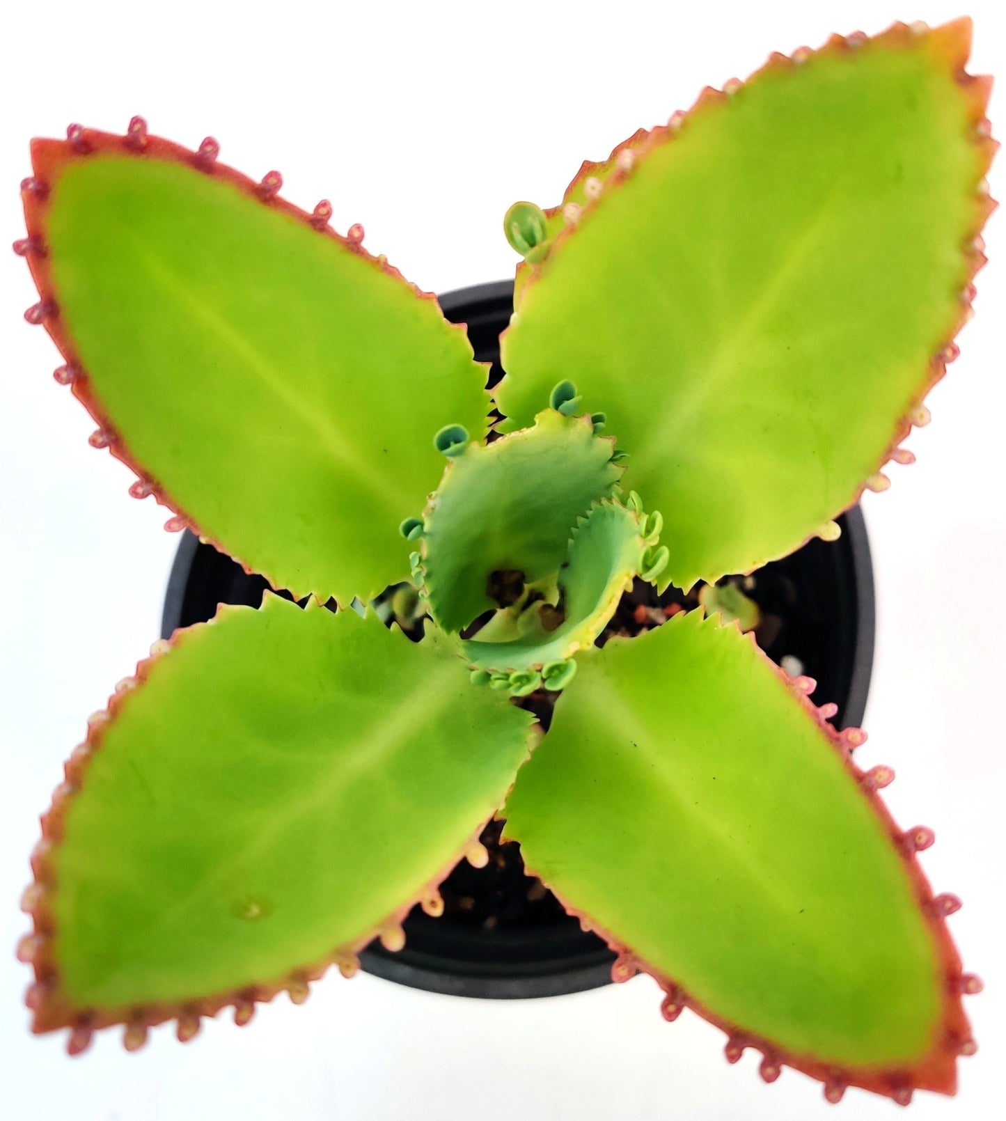 Kalanchoe Pinnata Succulent - Bonsai Gifts Nursery