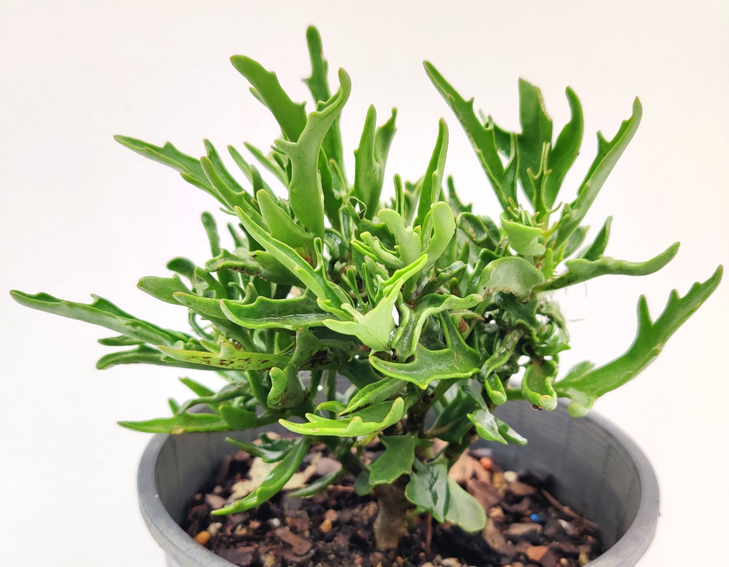 Kalanchoe Spider Succulent - Bonsai Gifts Nursery