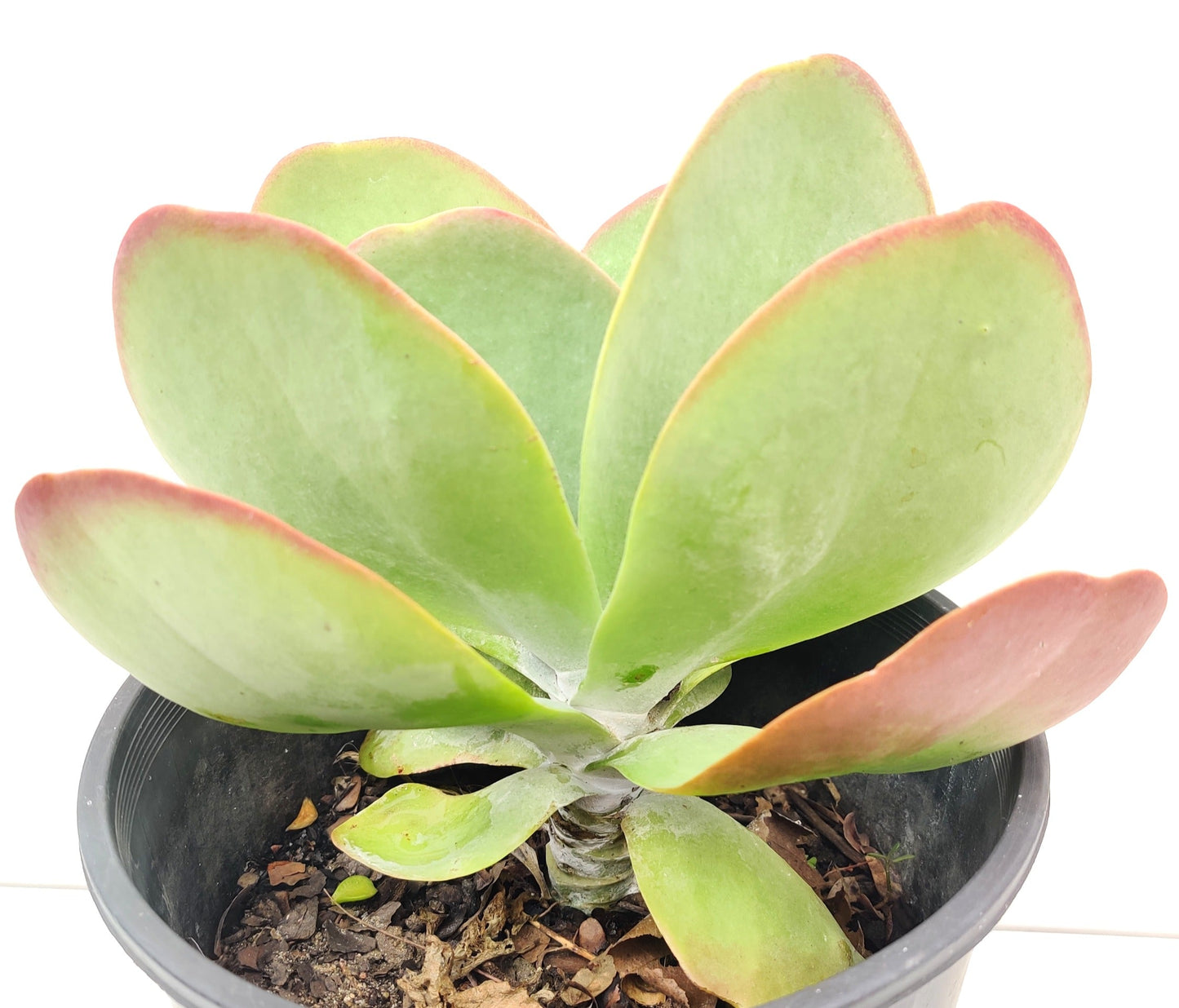 Large Kalanchoe Flapjack Succulent - Bonsai Gifts Nursery