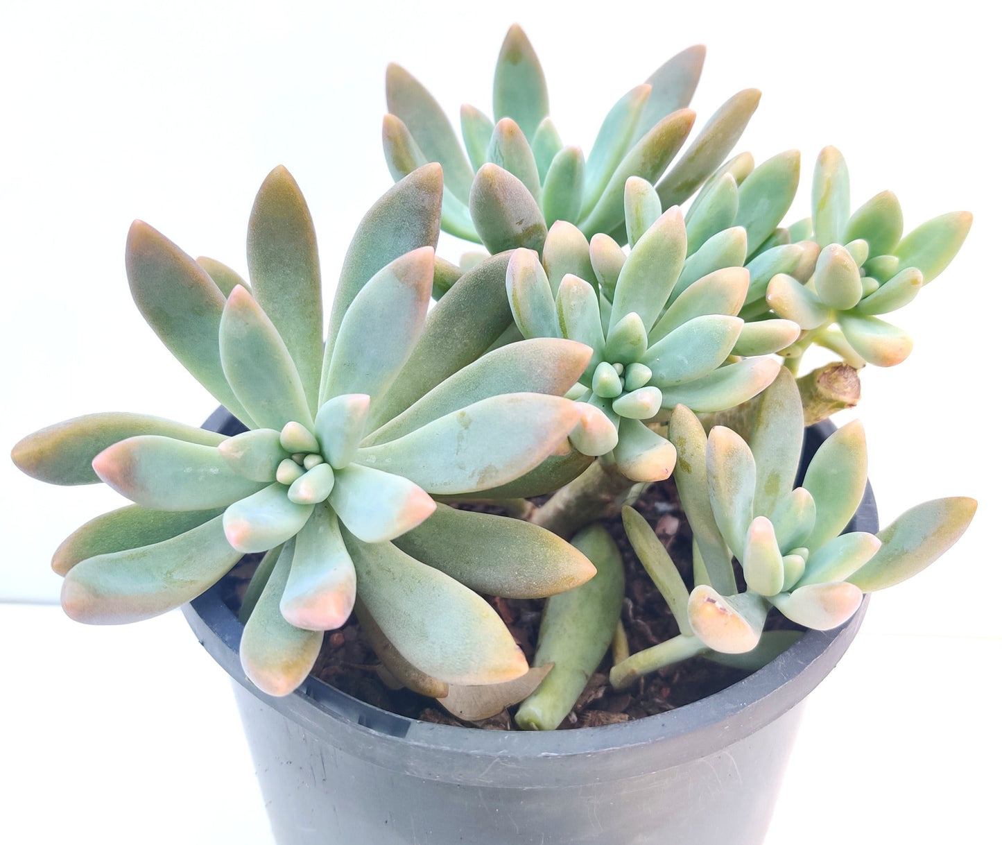 Pachyphytum Hookeri Succulent - Bonsai Gifts Nursery
