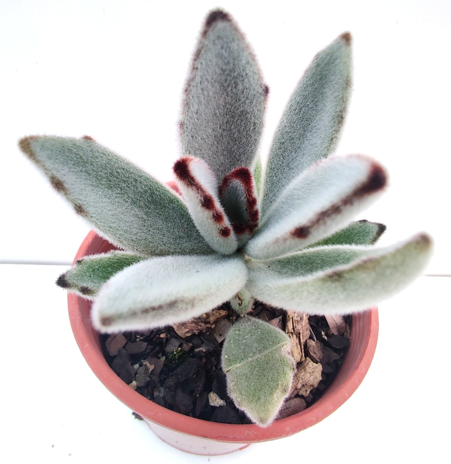 Panda Plant Succulent - Bonsai Gifts Nursery