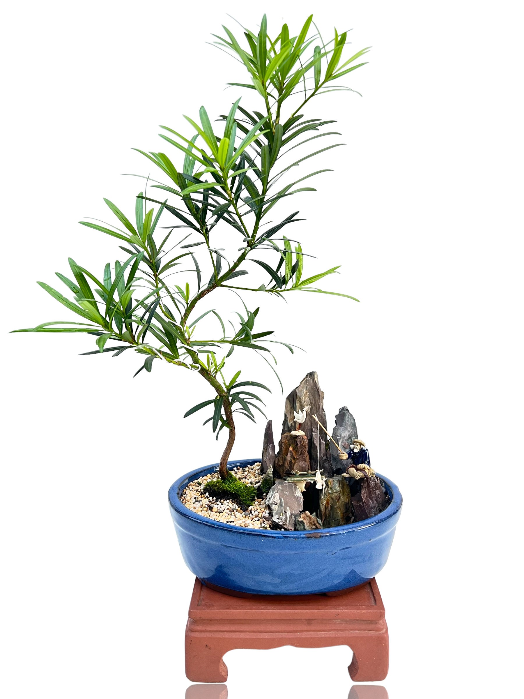 podocarpus bonsai tree Podocarpus Bonsai Tree 8"