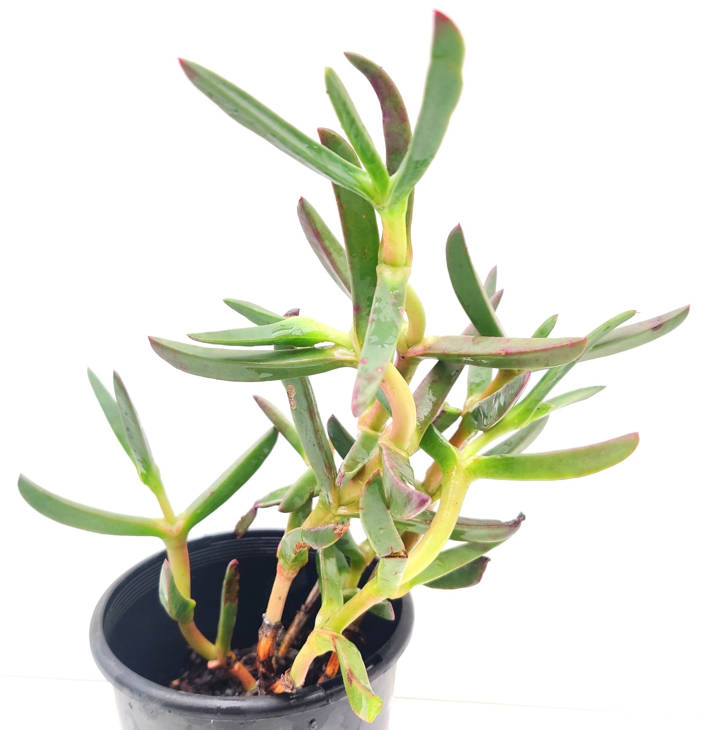 Ruschia Succulent - Bonsai Gifts Nursery