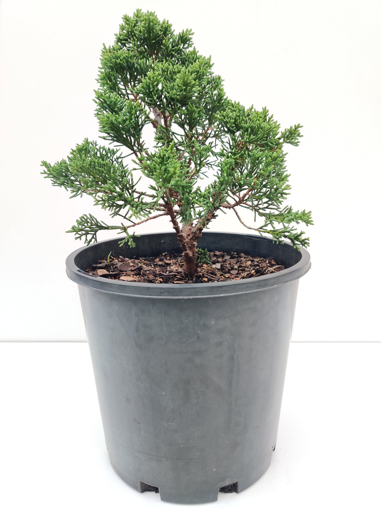 Sargent Juniper 8” Bonsai - Bonsai Gifts Nursery